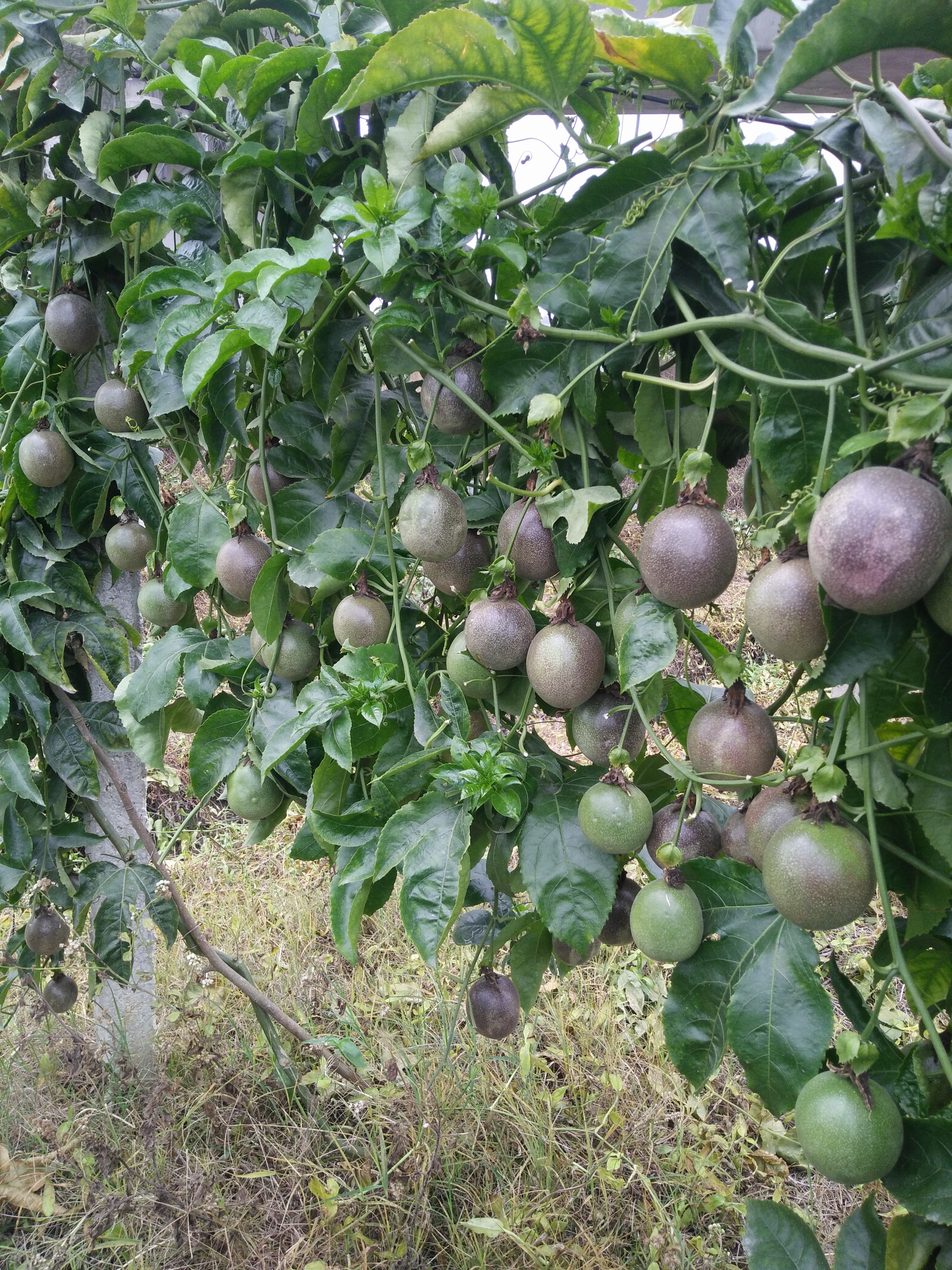 紫香一号百香果 80 - 90克