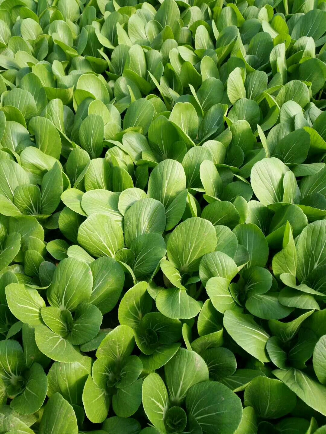 山东菏泽曹县上海青 山东曹县油菜