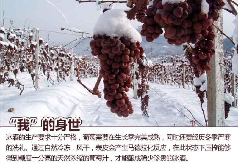 冰葡萄苗 加拿大威代尔冰葡萄苗