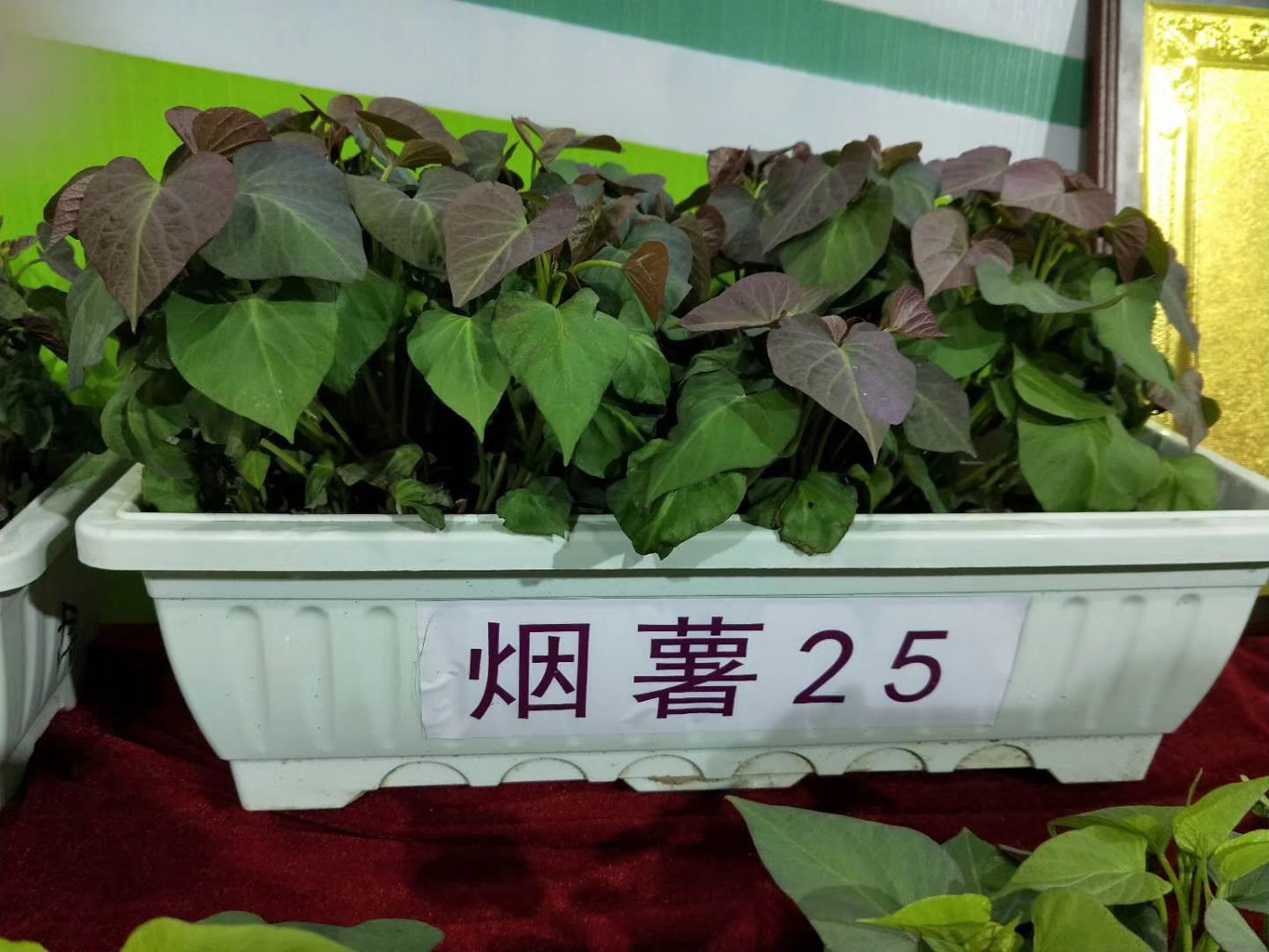 烟薯25号红薯苗 25~35cm