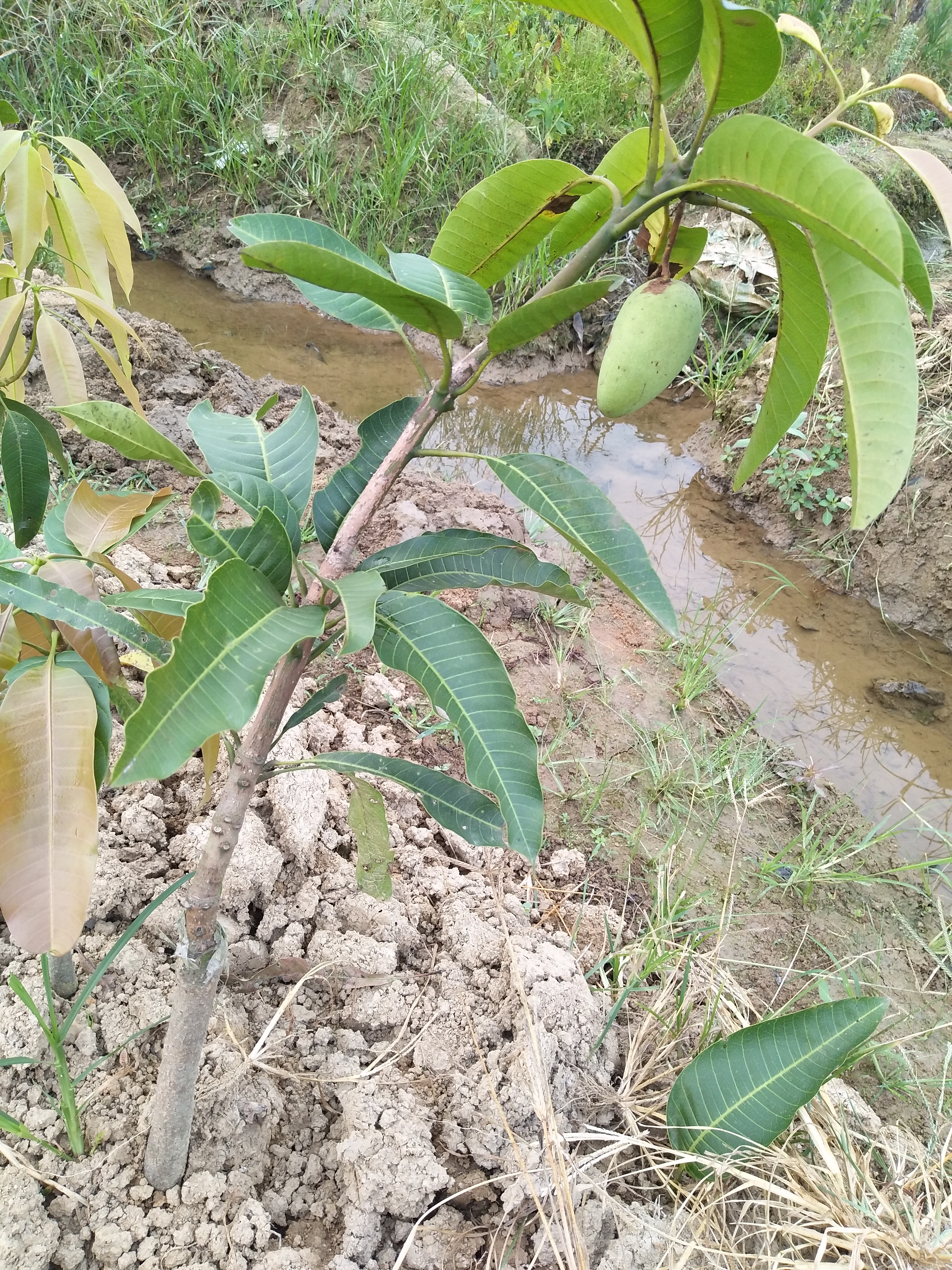 金煌芒果苗