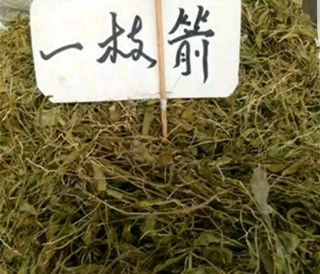 (《四川中药志》) ②治痈肿初起:一支箭,鱼胆草,铧头草,**烟叶,捣烂敷