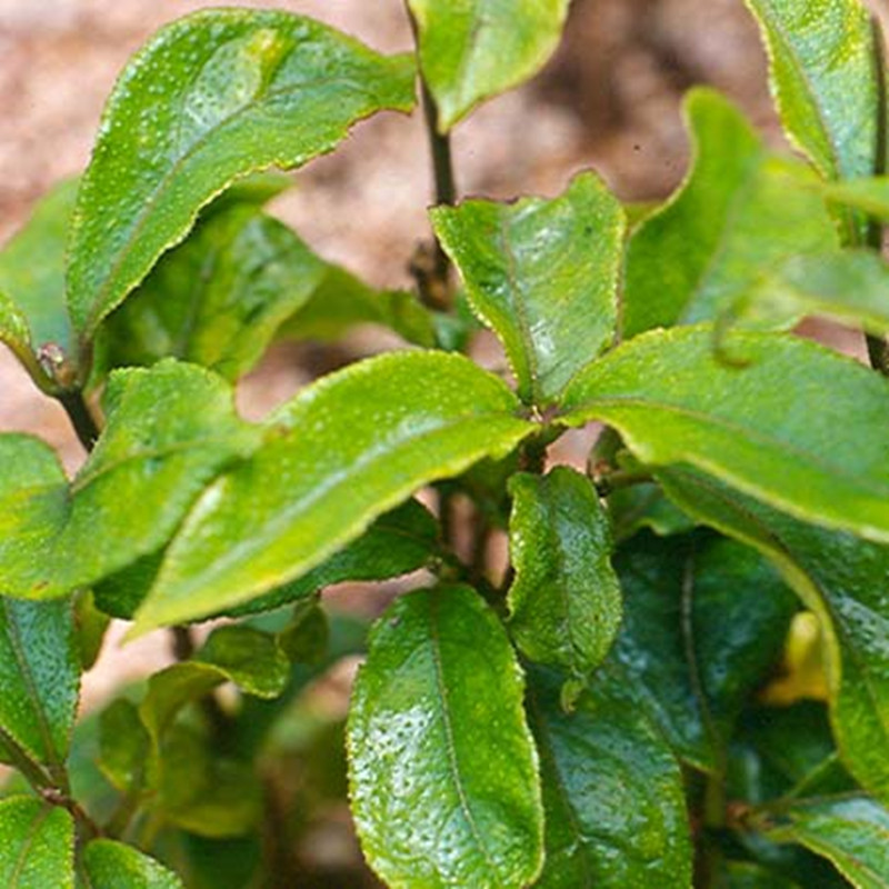 种植与野生巴戟天