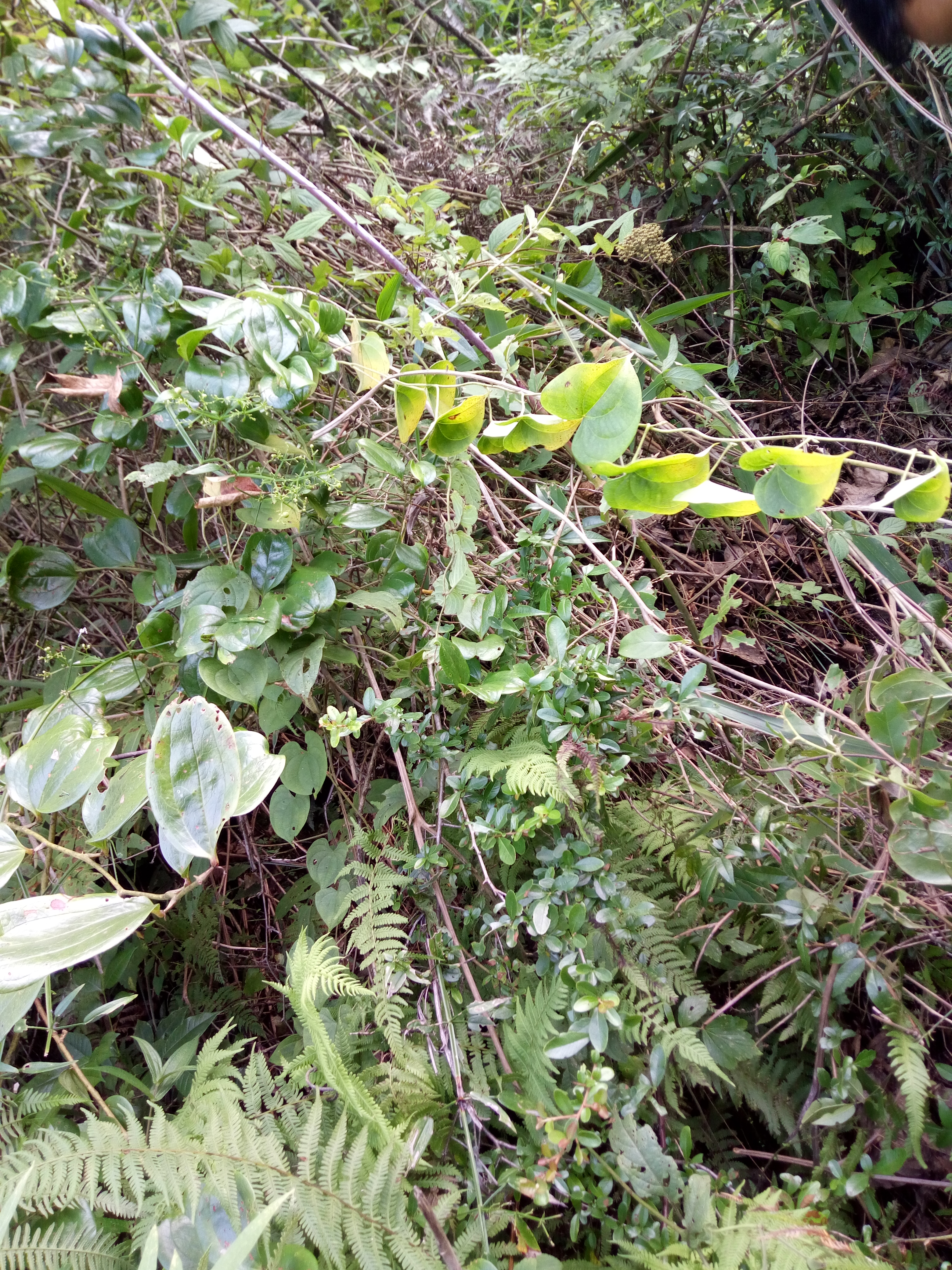 菝葜