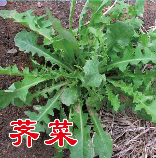 大叶荠菜种子