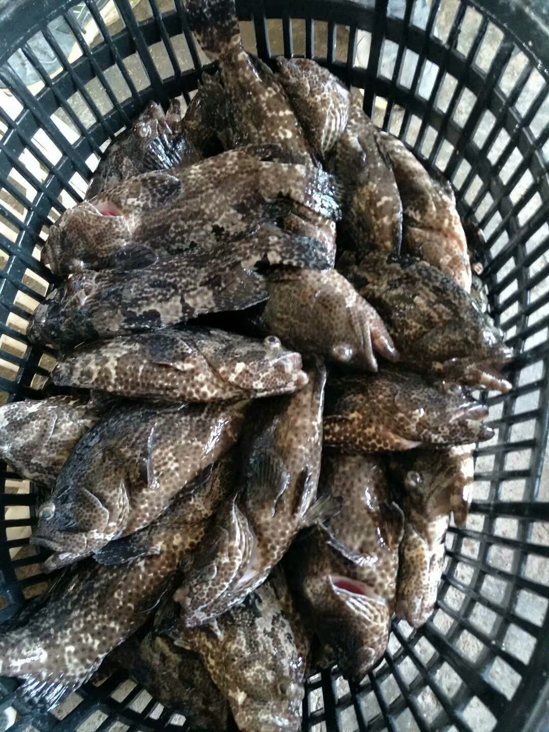 福建霞浦海捕虎头鱼老虎鱼老虎斑石翁鱼石斑鱼