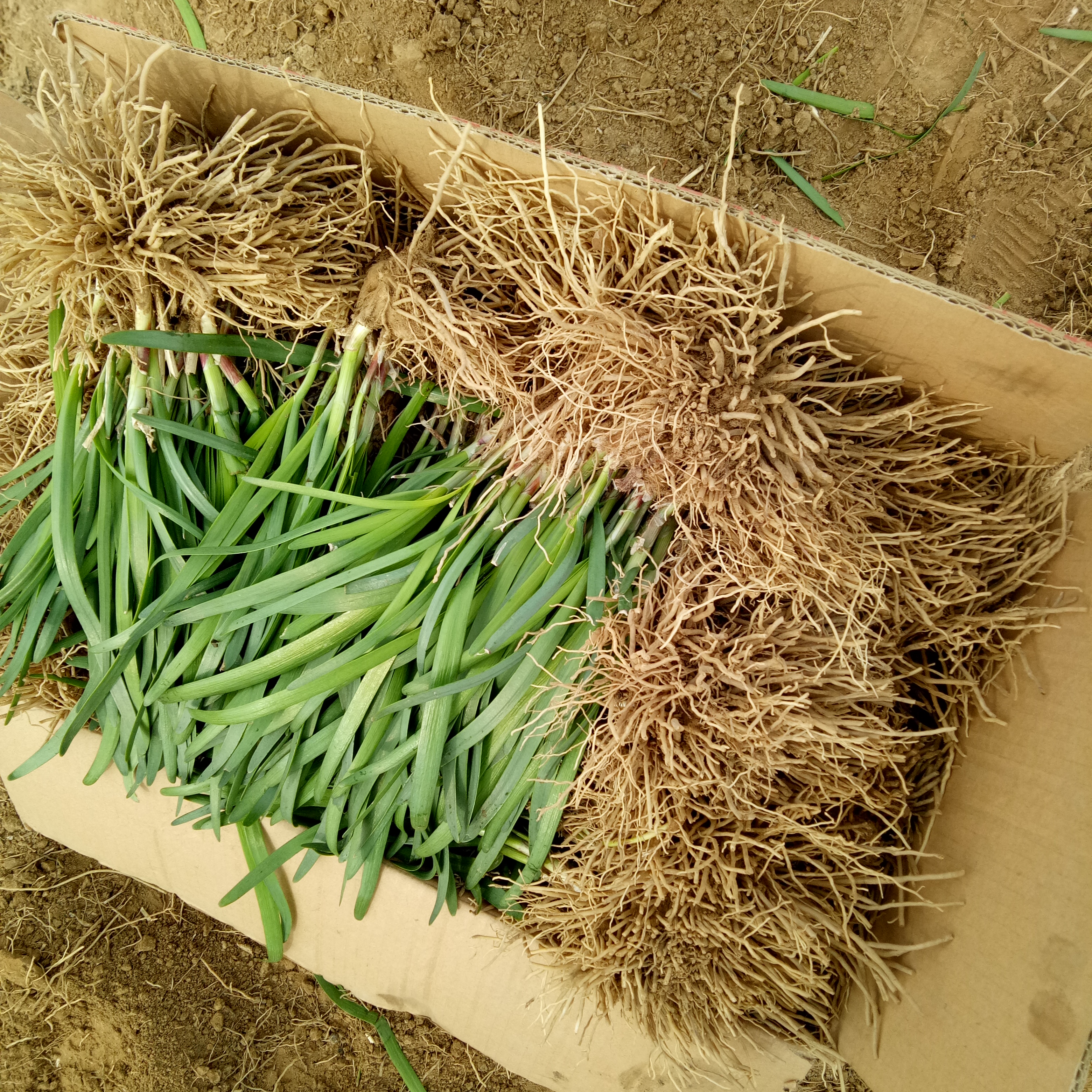 韭菜根