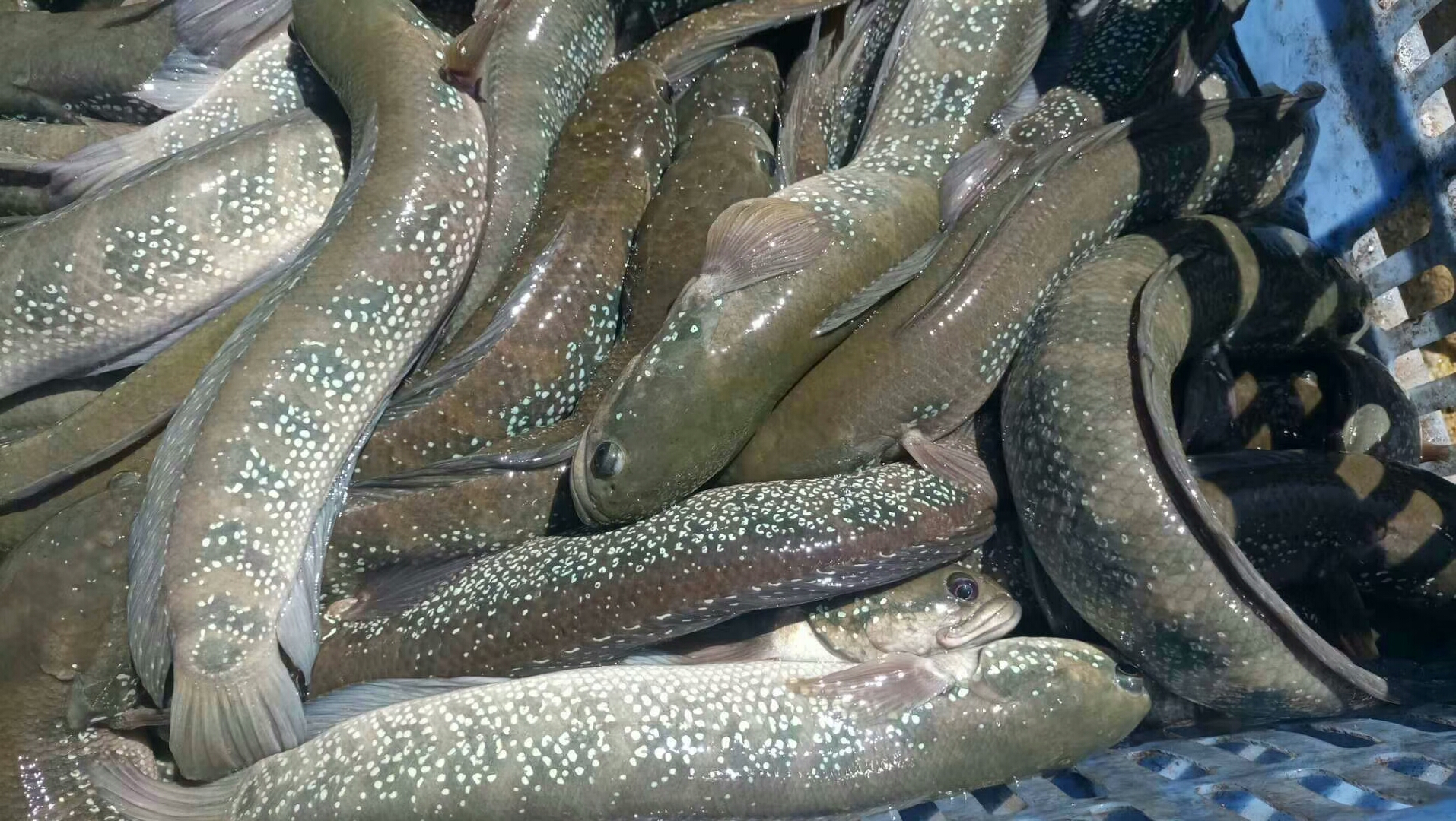 渔场直销 七星鱼苗 山斑鱼 淡水养殖 支持线上保障交易