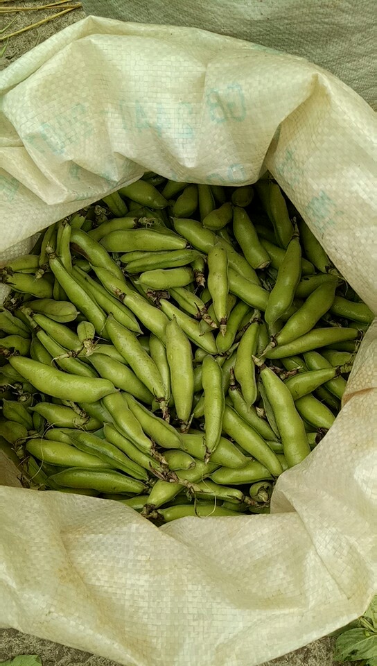 四川胡豆角!蚕豆现摘鲜货!基地直销!一手货源