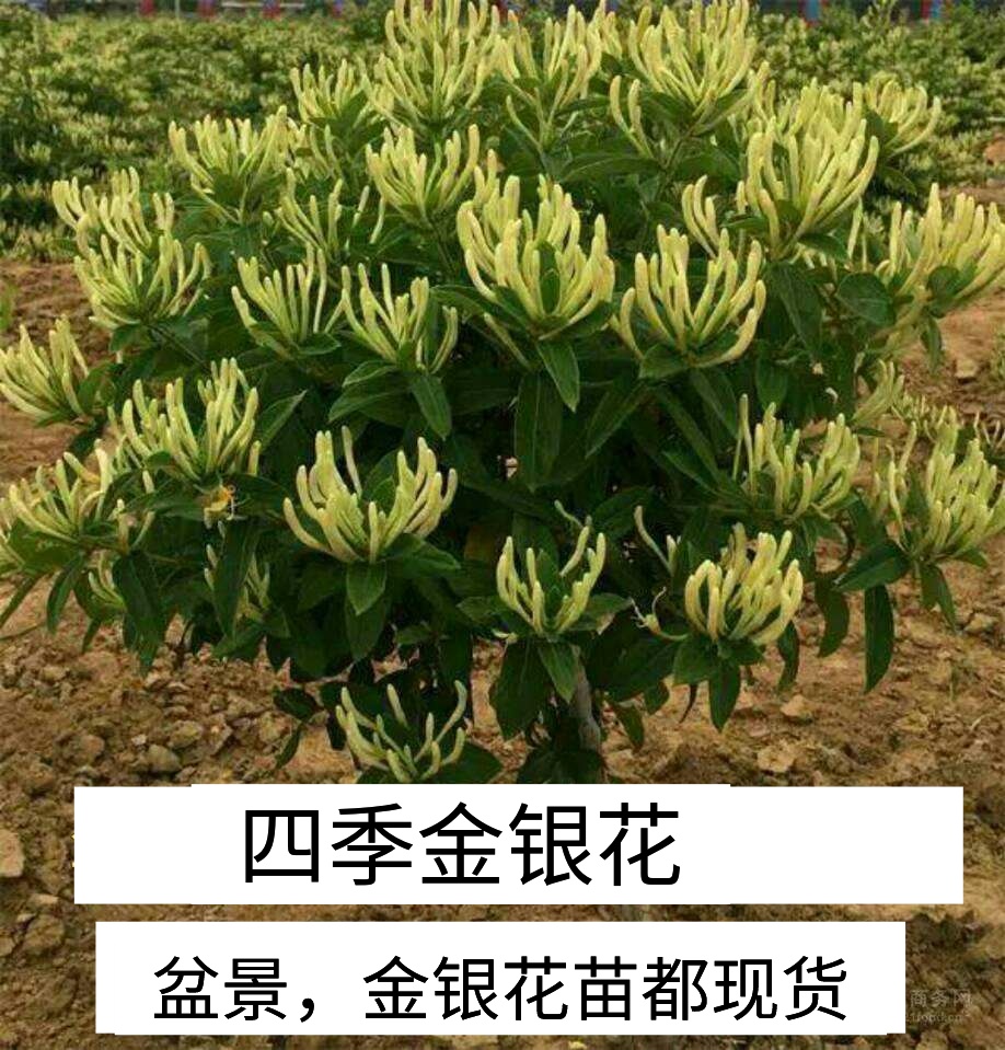 山东临沂平邑县四季金银花苗 产量高,好管理,量大价格低,基地直供