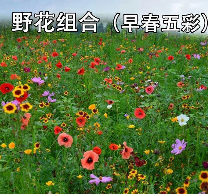 [野花组合种子批发]花组合种子 多年生宿根花组合花期