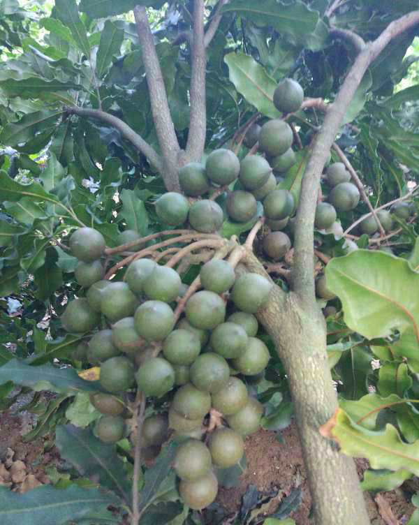 夏威夷果树苗 夏威夷坚果,桂热一号