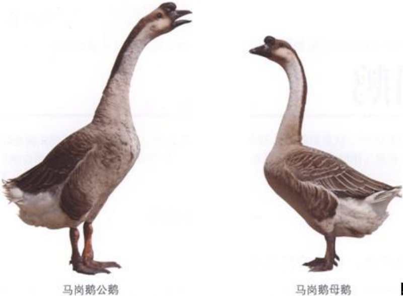 马岗鹅苗