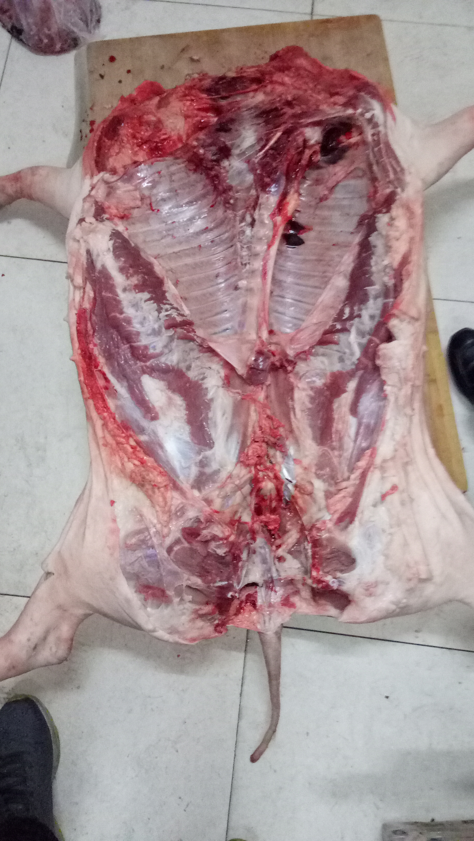 黑猪60斤以上
