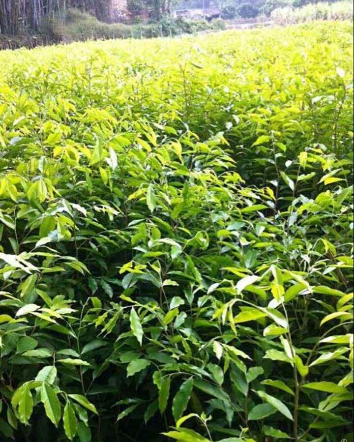 奇楠沉香树奇楠沉香苗带营养袋发货种植的