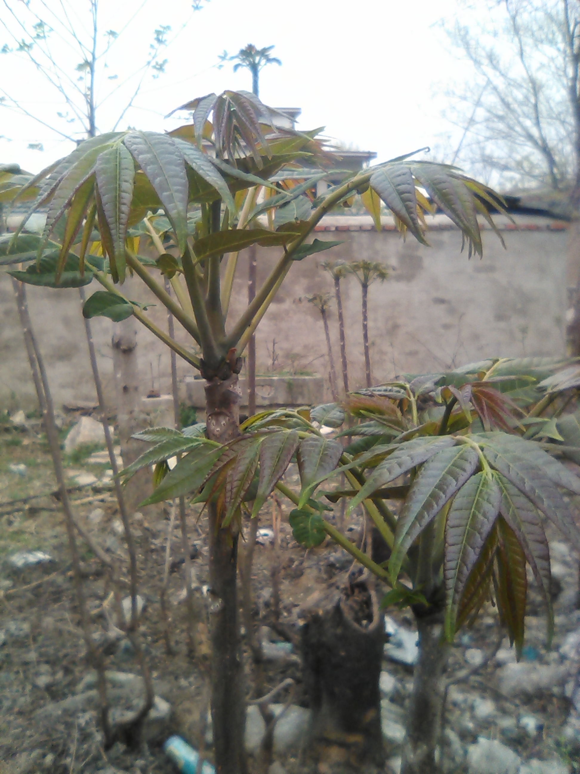 红油香椿芽 露天种植 散装 一级