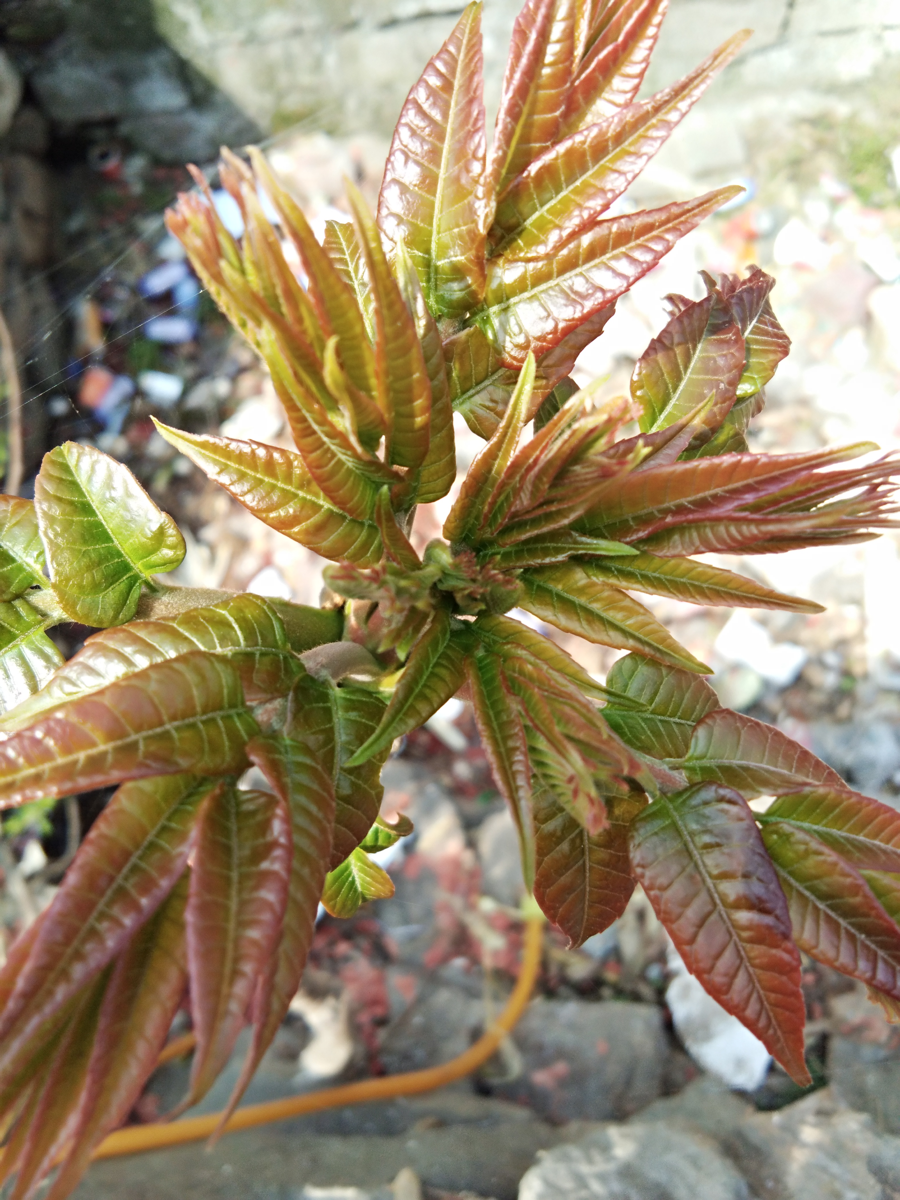 红油香椿芽 露天种植 散装 一级