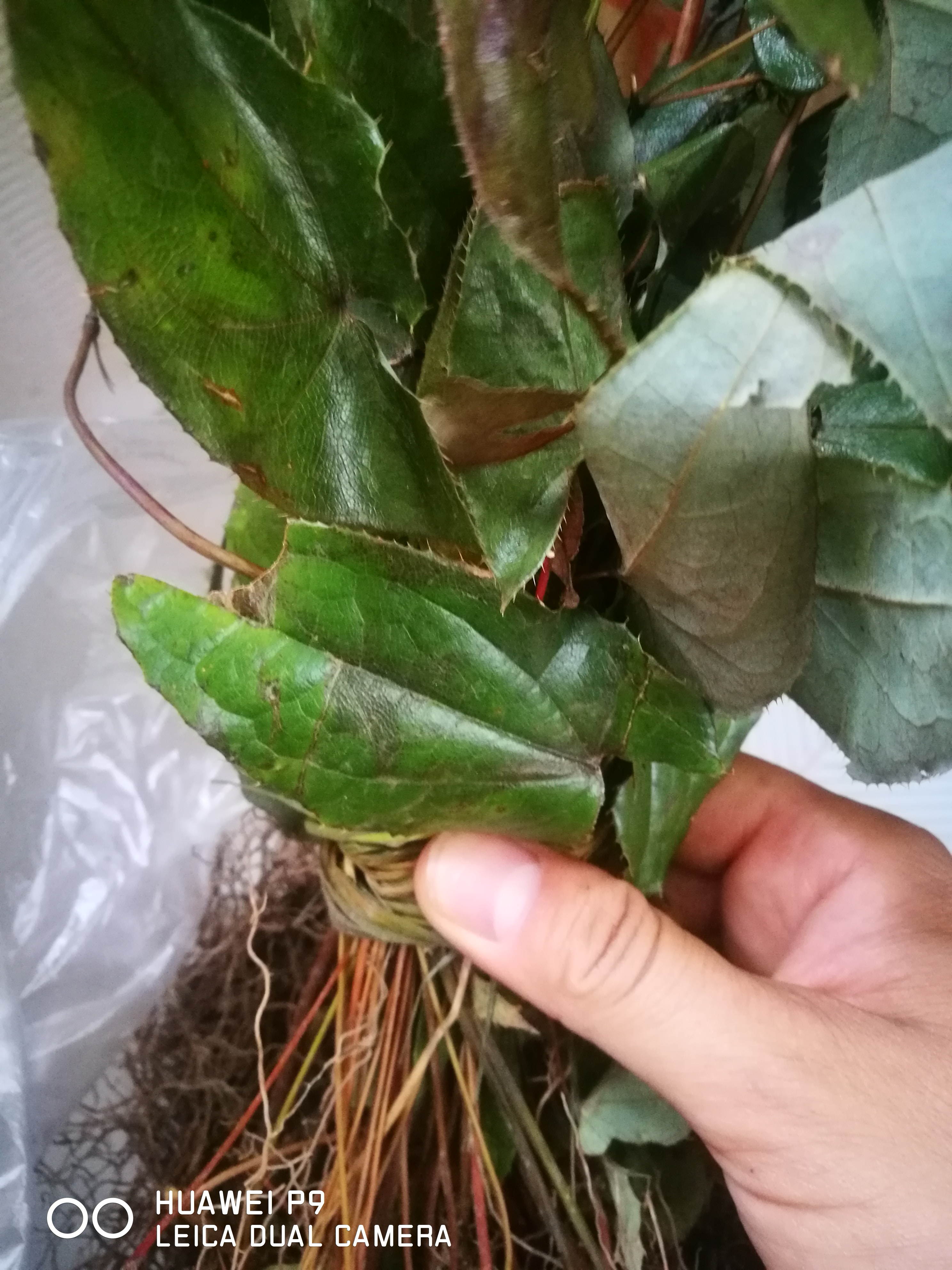 巫山淫羊藿 贵州淫羊藿铜丝草羊角草