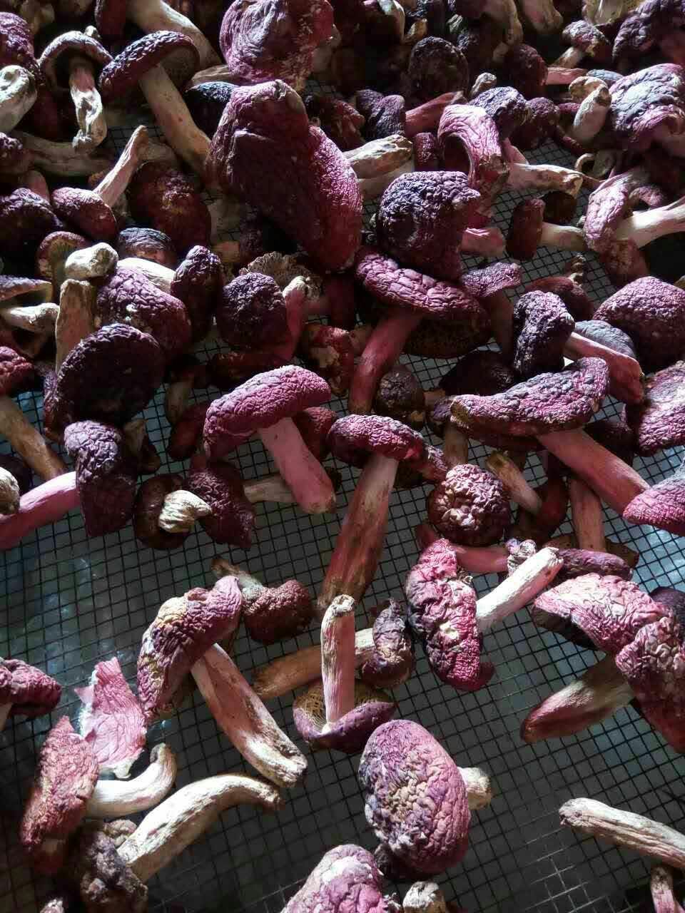 红菇干 散装 1年