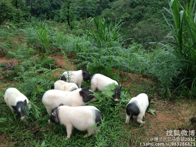 巴马香猪苗