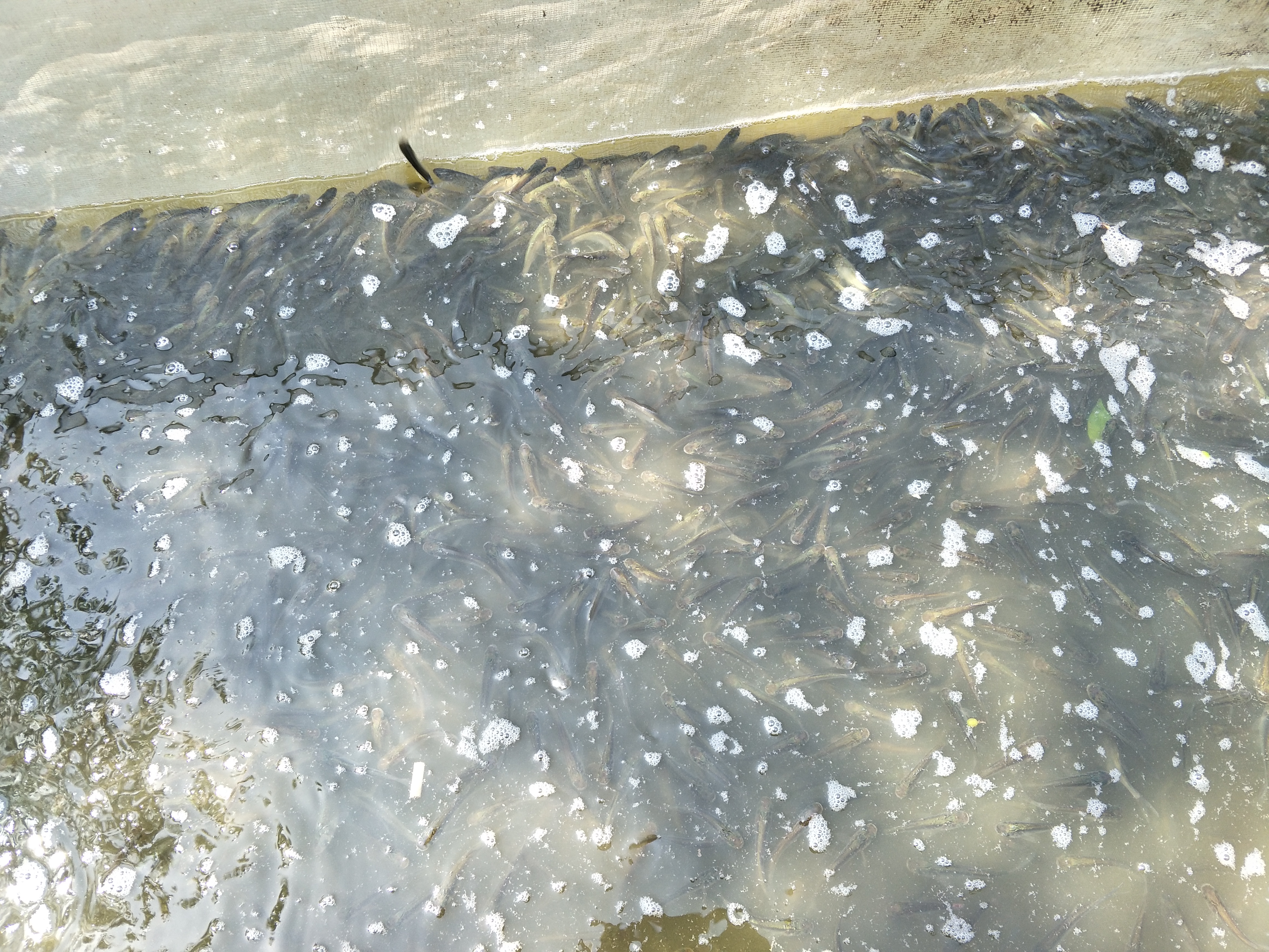 重庆永川草鱼水花