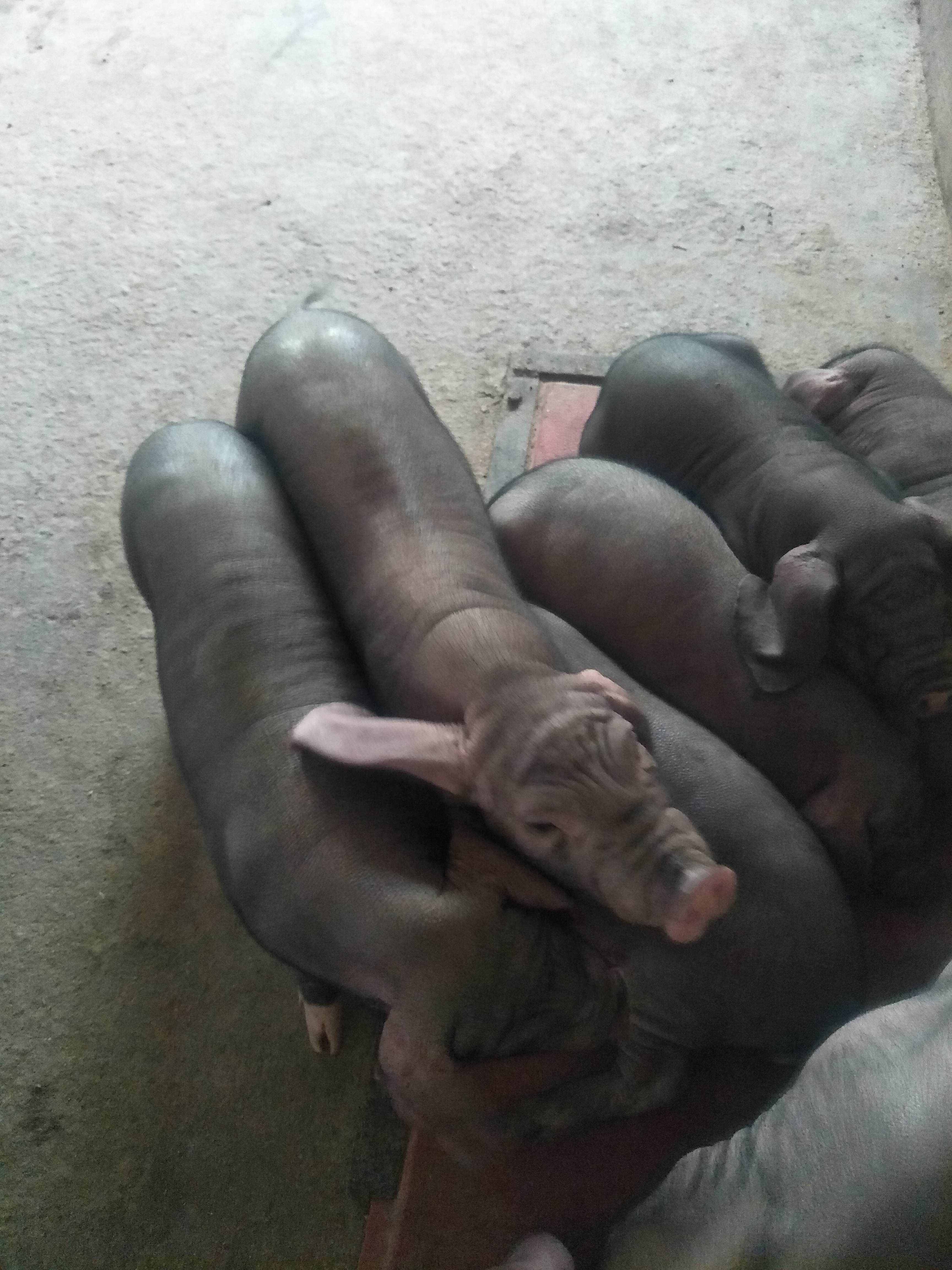 太湖猪 20-25斤
