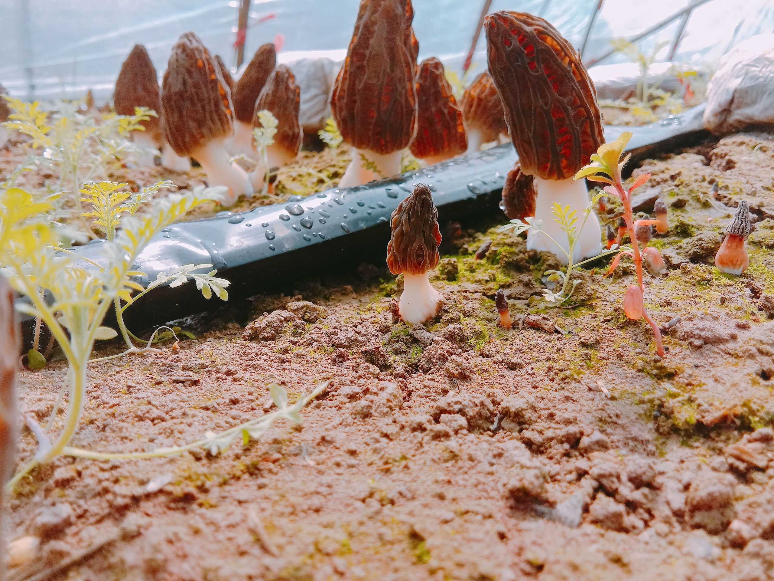 邵登科