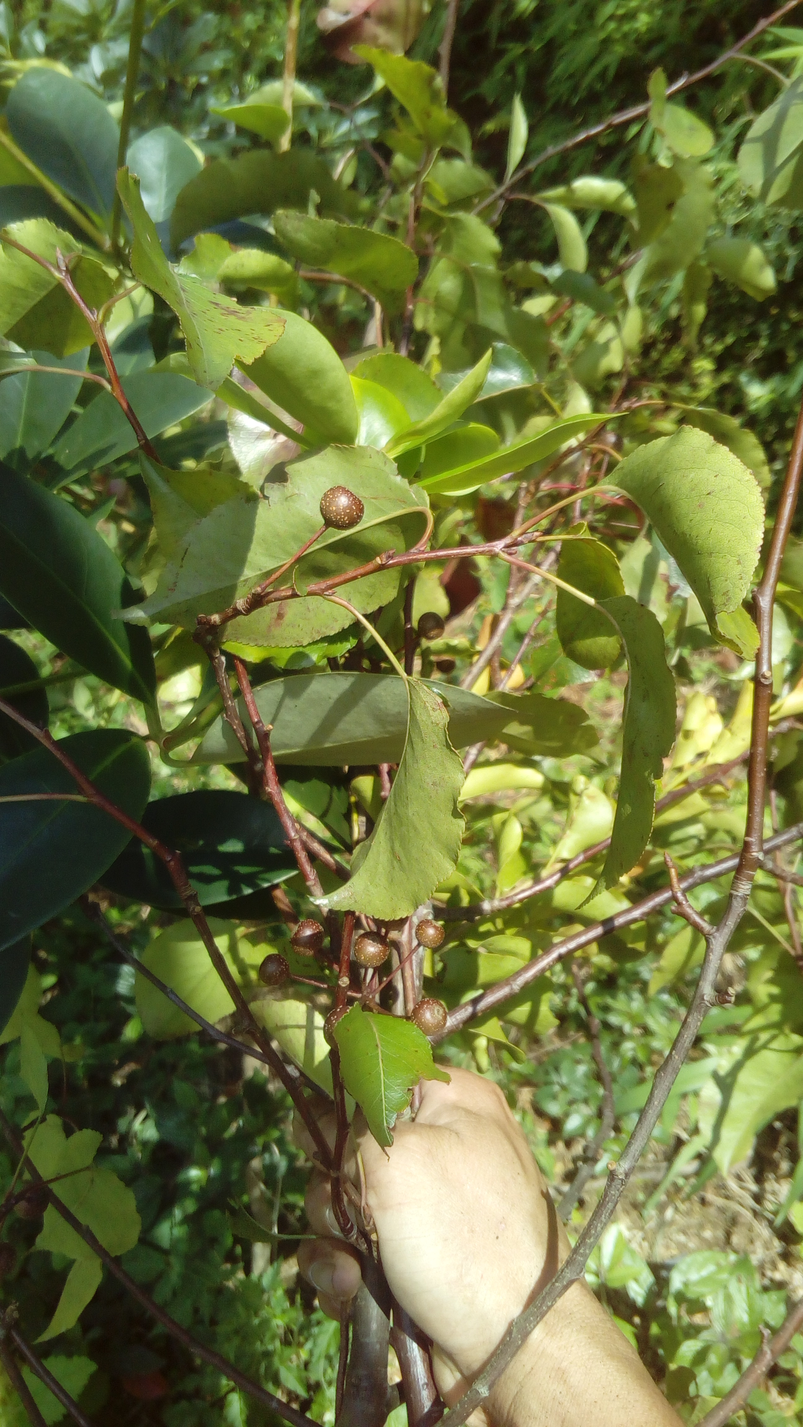 中药材迷迭香 桑寄生茶山,凉肺炎链球菌.