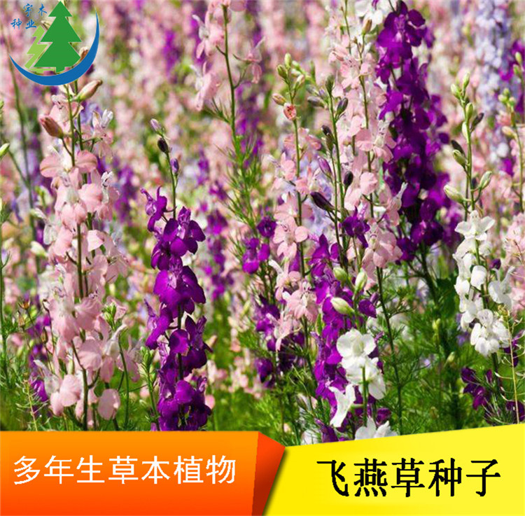 飞燕草种子