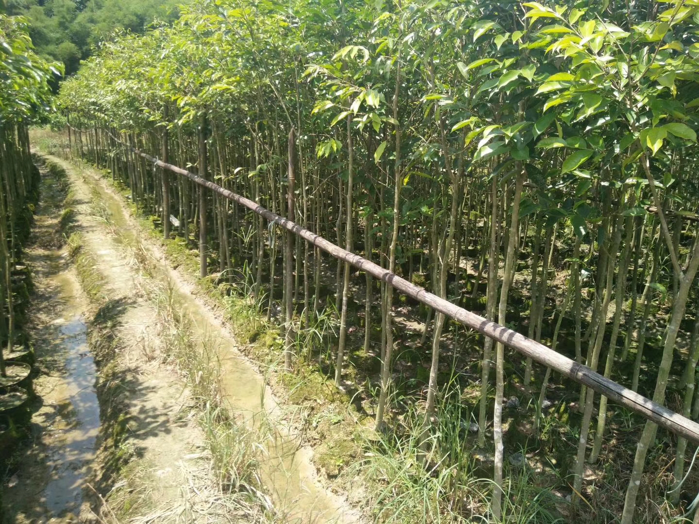可以提供:协助找车沉香布袋苗,是快速成林种植的首选,栽种植下就是