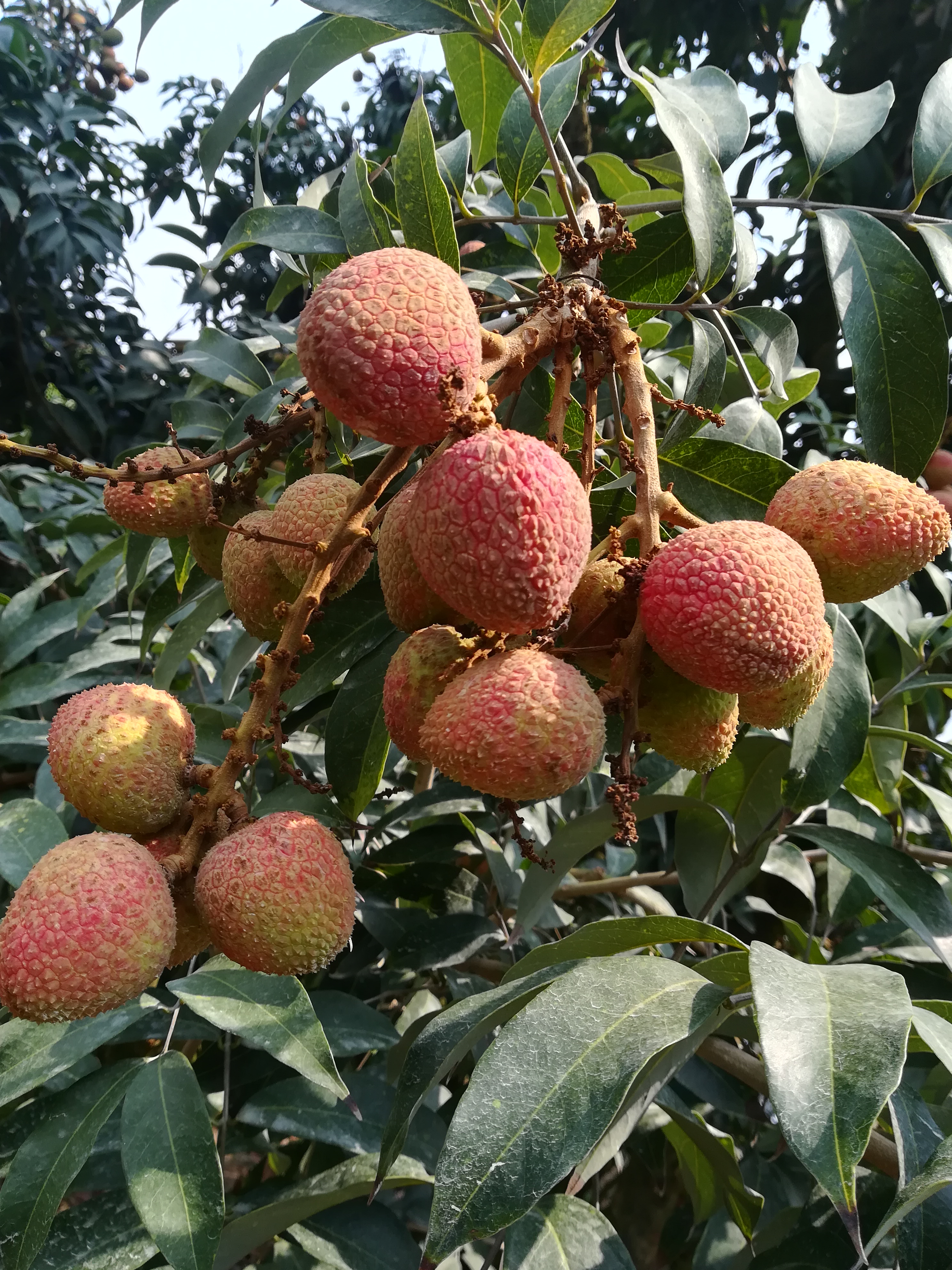三月红荔枝 2cm