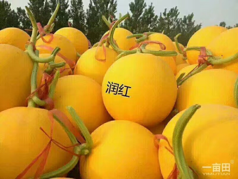 梨瓜 红金蜜东方蜜大量上市