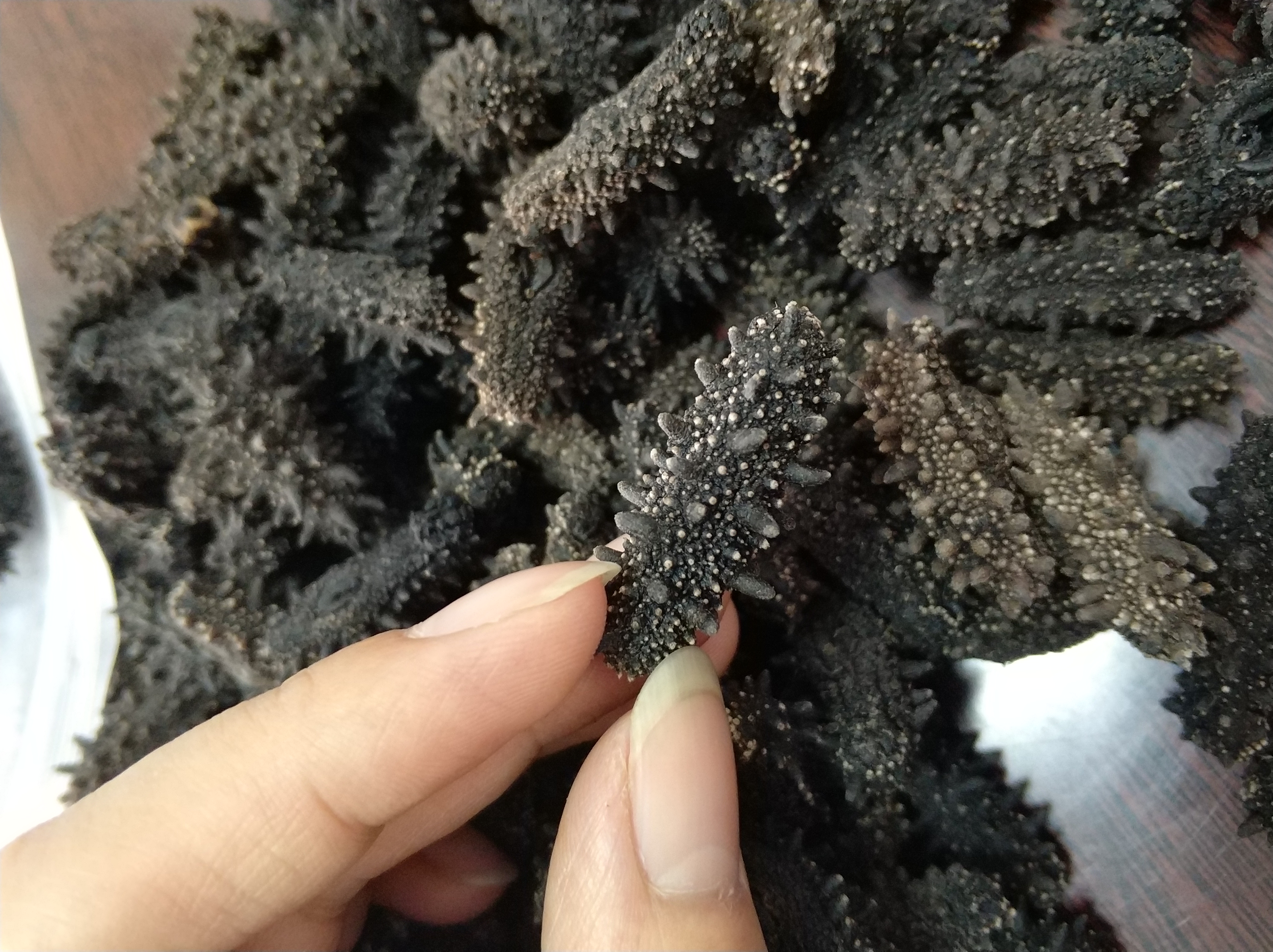俄罗斯海参