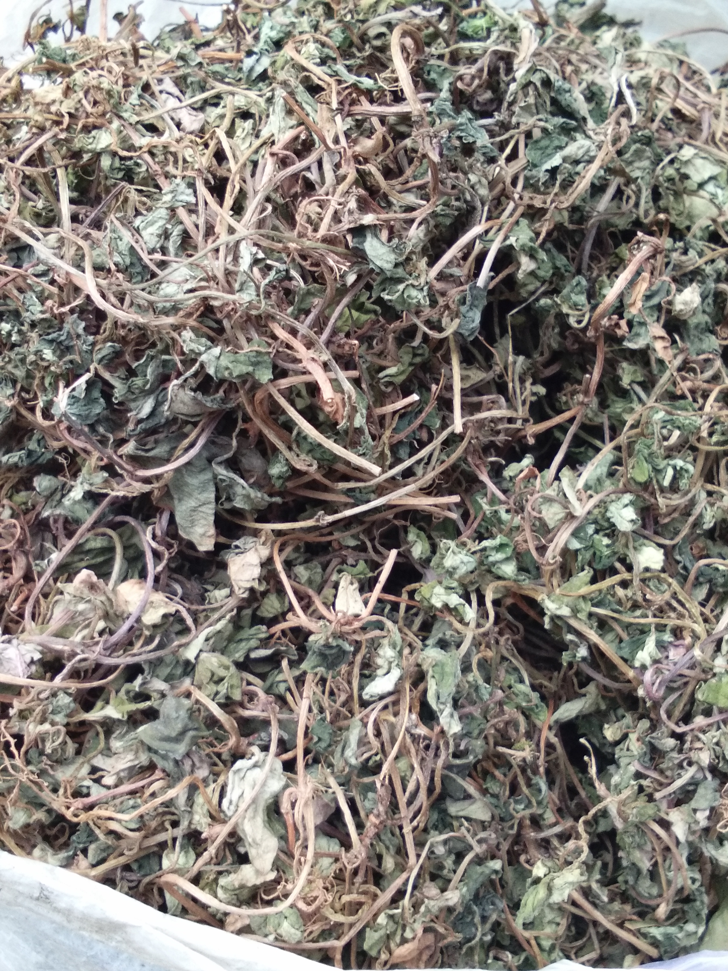 金钱草 