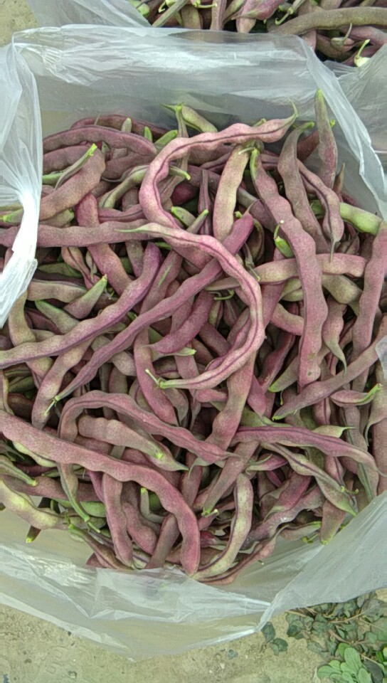 紫花四季豆 花豆角 15cm以上 不打冷