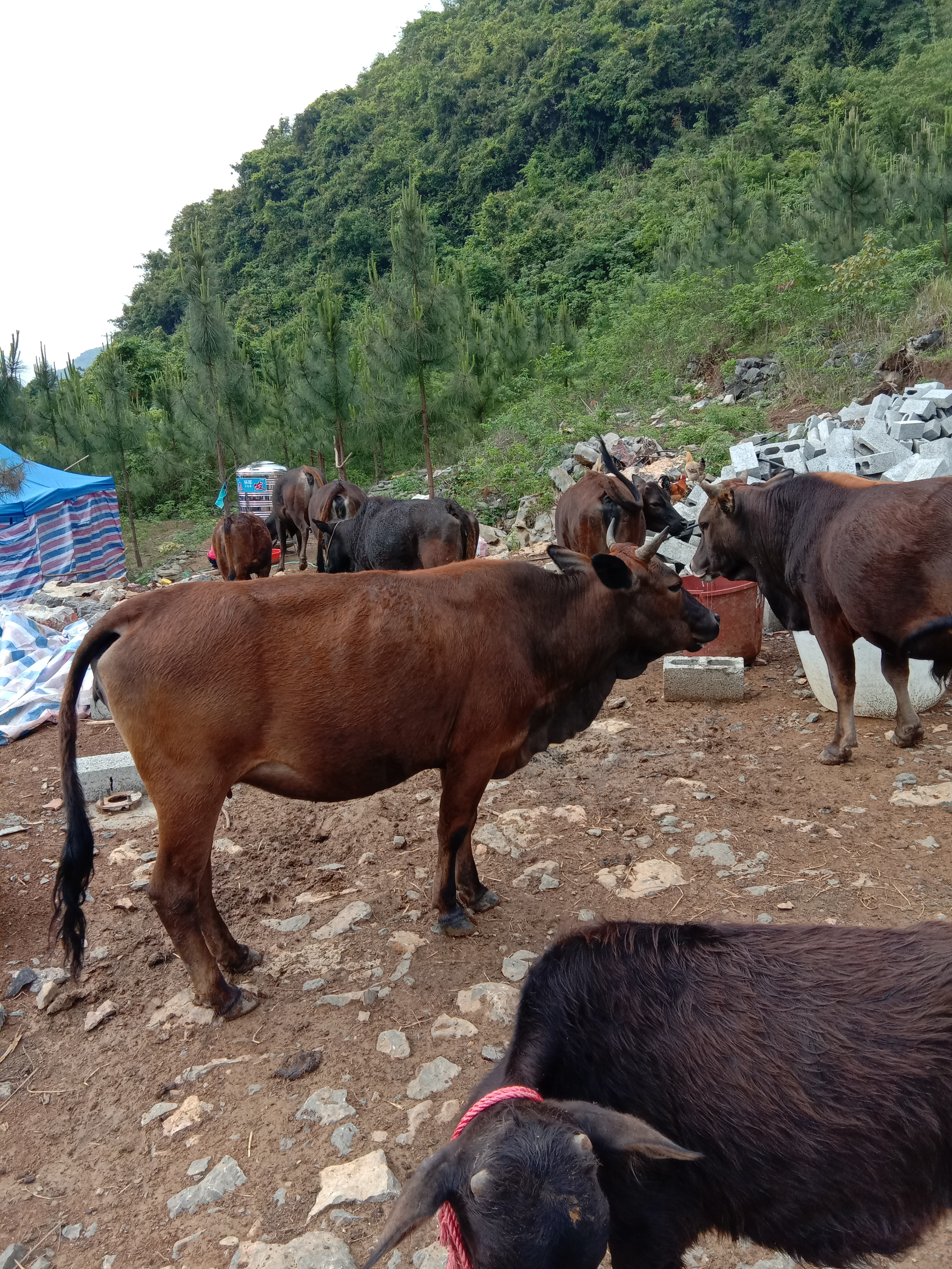 土黄牛 200-300斤 公牛