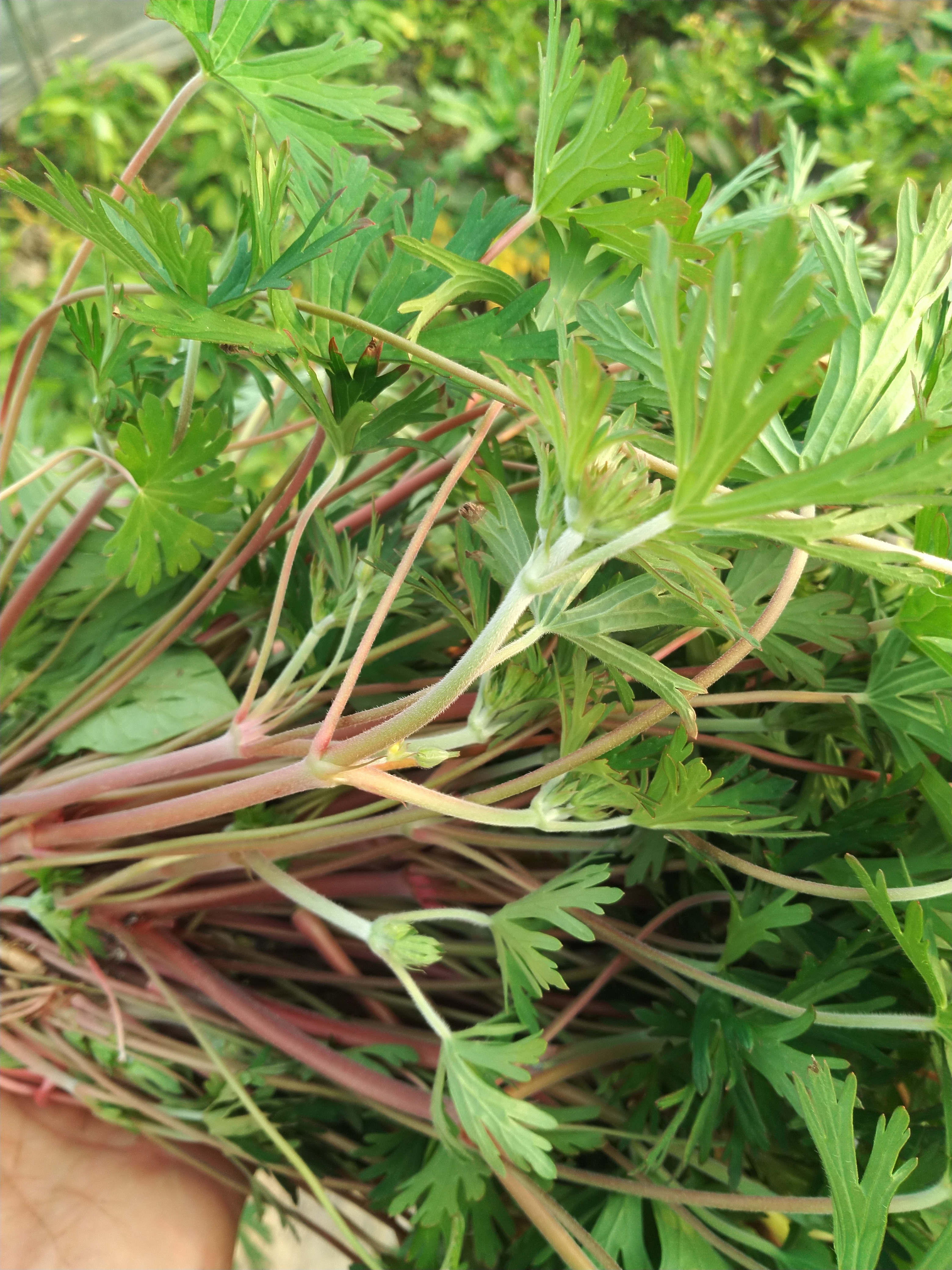 野老鹤草