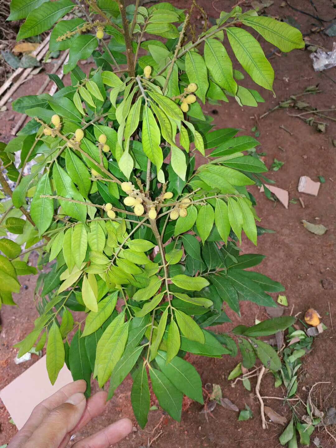 一年四季都在开花结果.