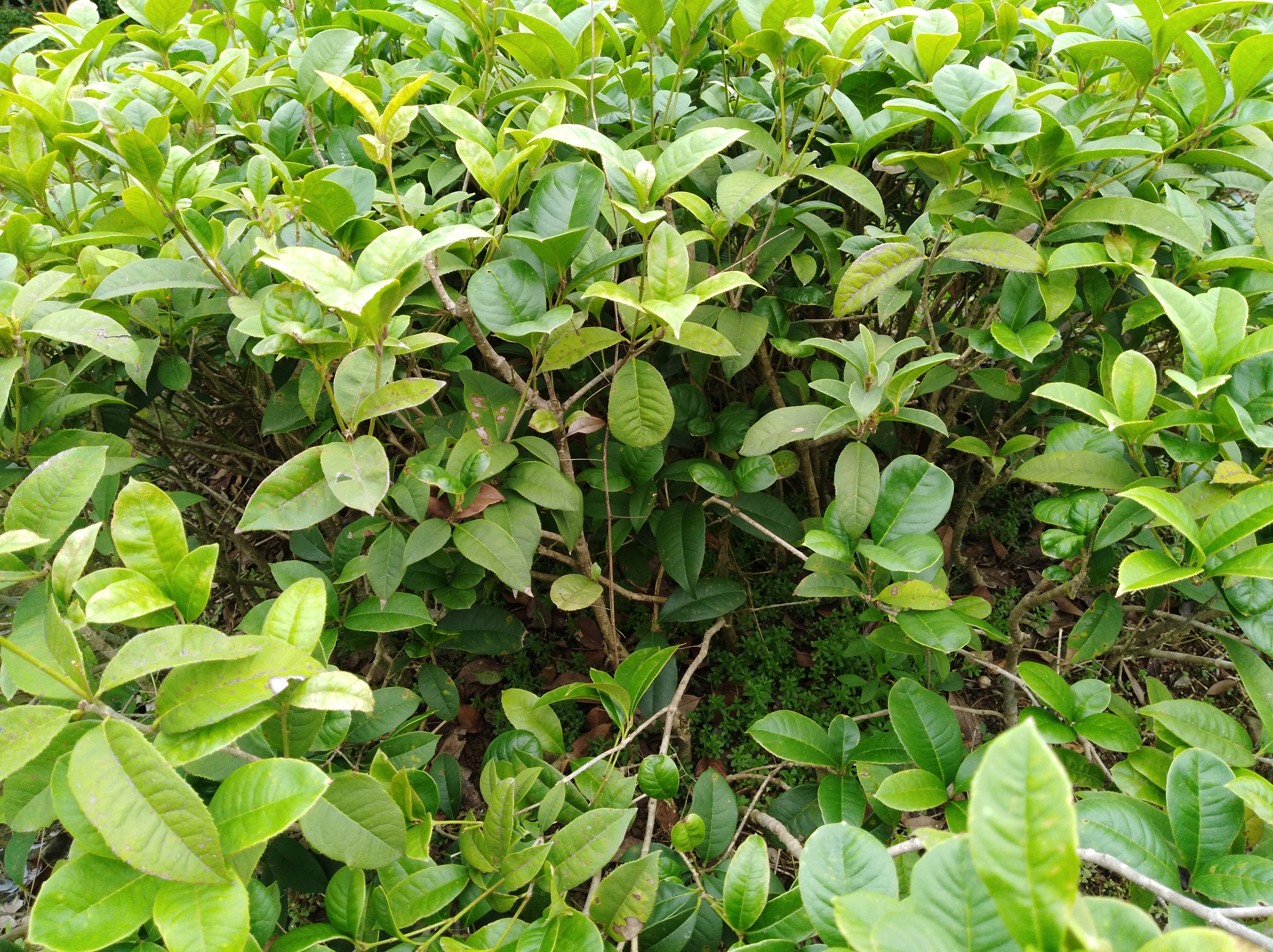 桂花树种子