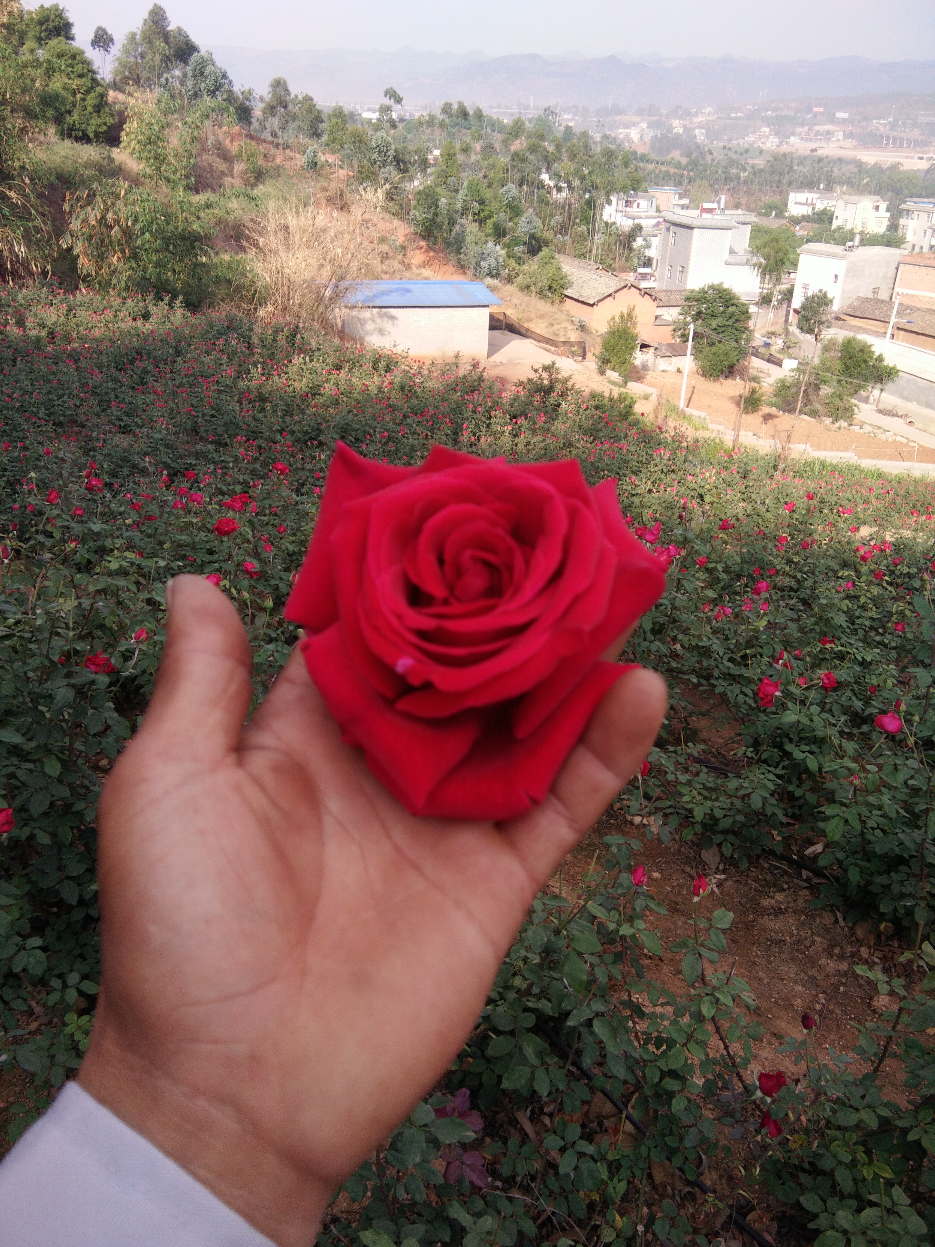 法国墨红玫瑰