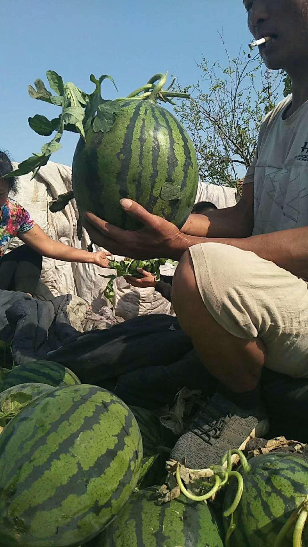 地雷西瓜 有籽 1茬 9成熟 8斤打底