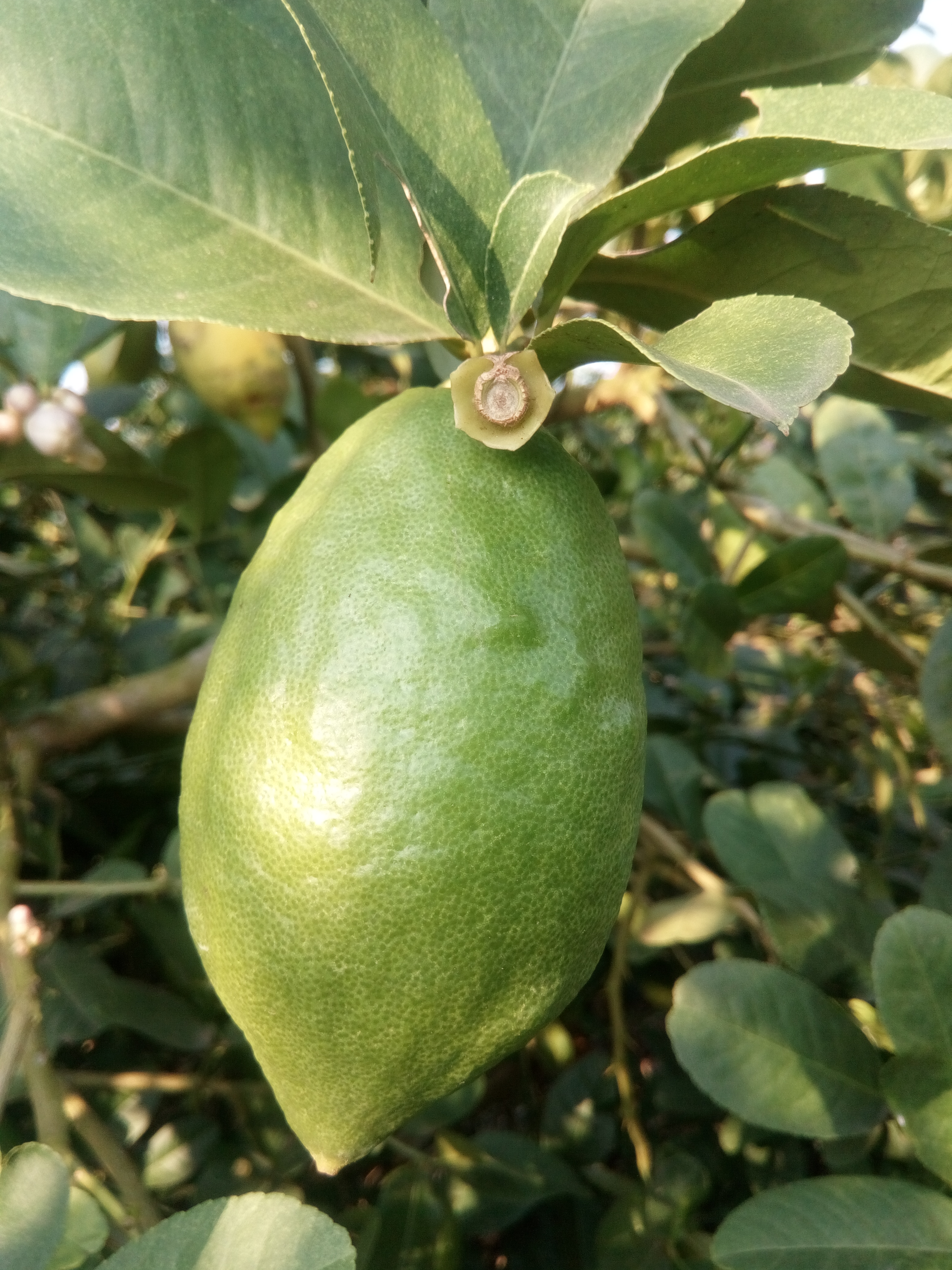 四季香水柠檬(西柠)为主,种植地在祖国大陆最南端广东省湛江市徐闻县