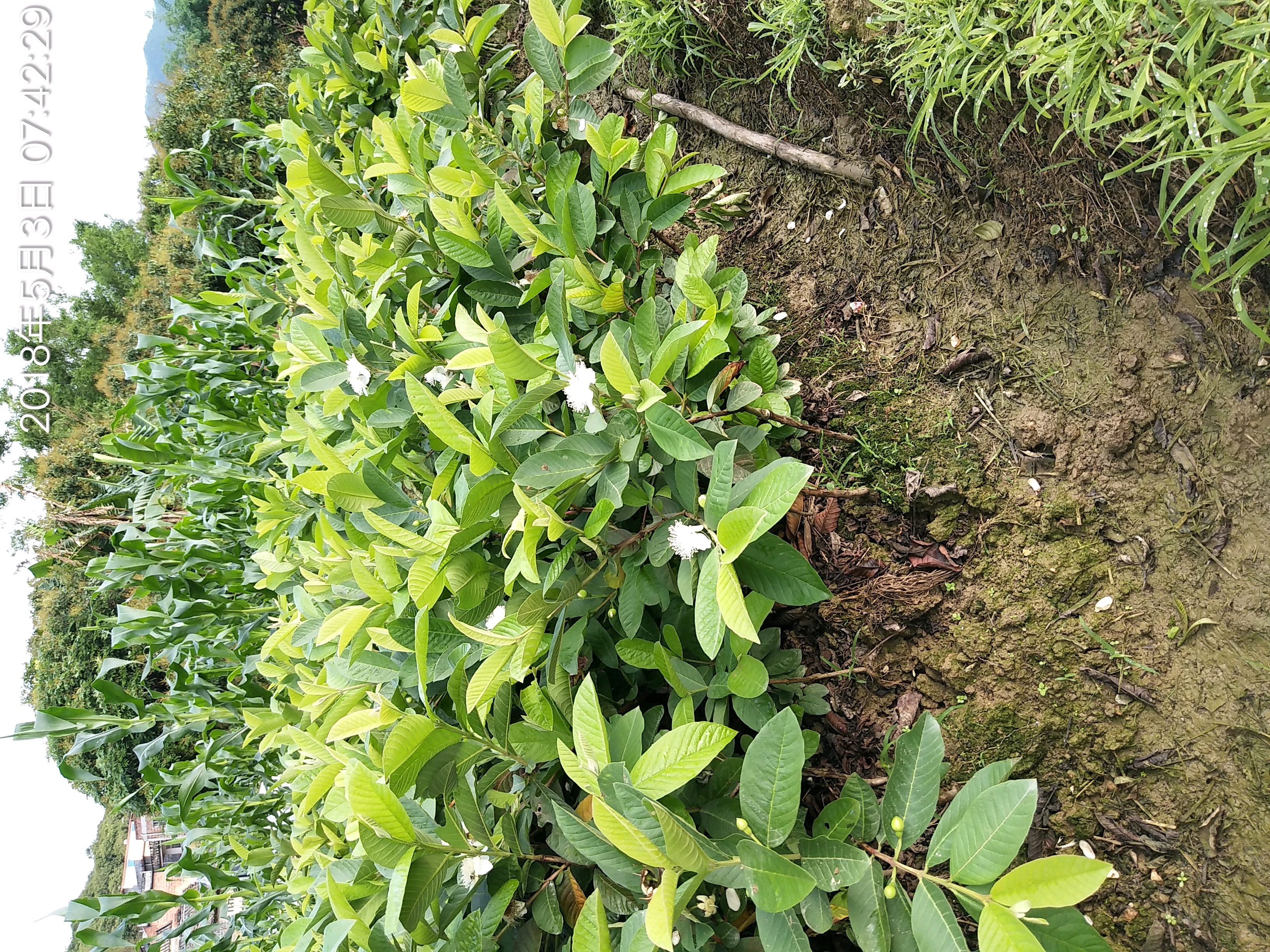 番石榴苗土根灵山根番石榴奶苗