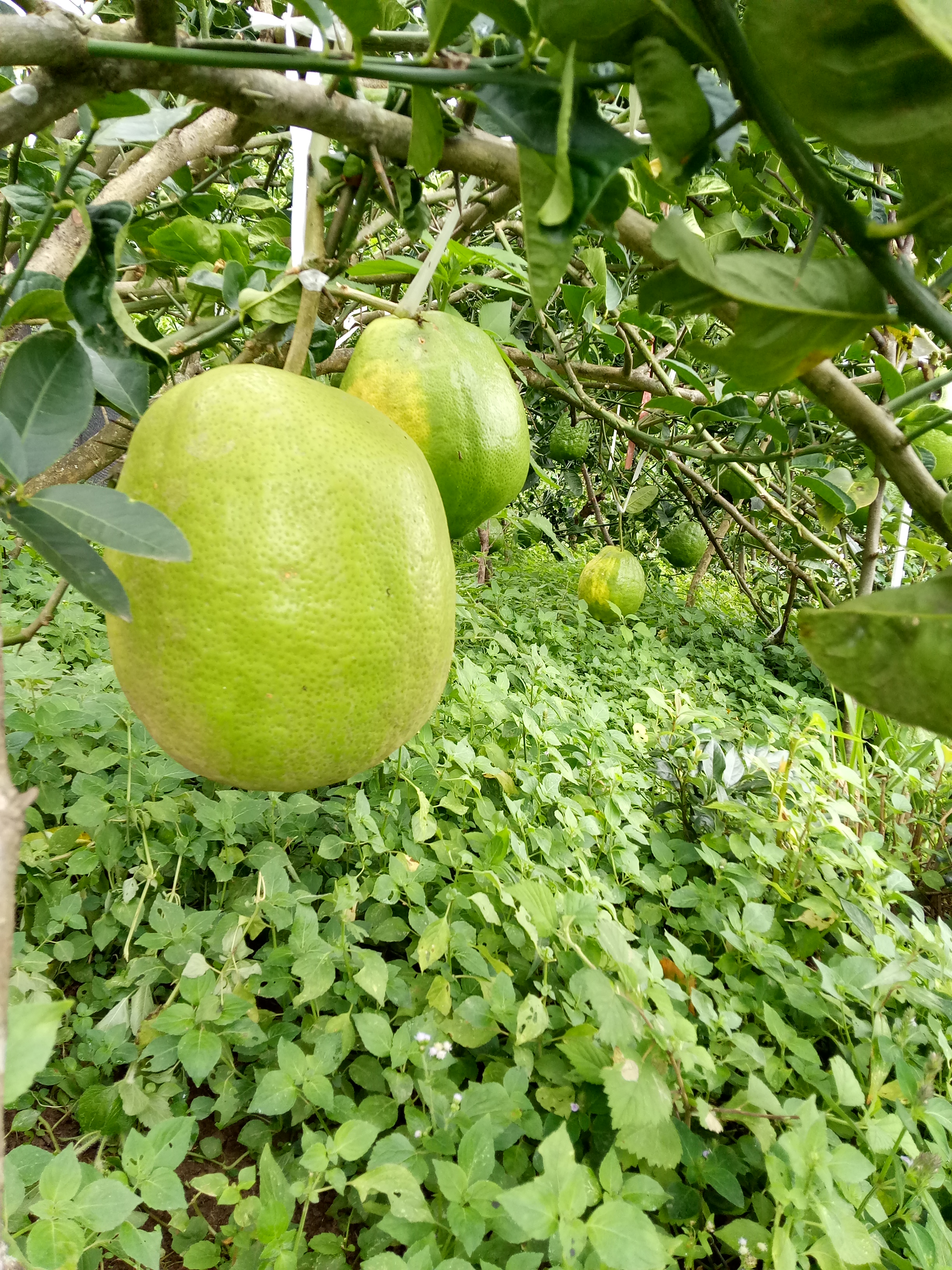 香橼