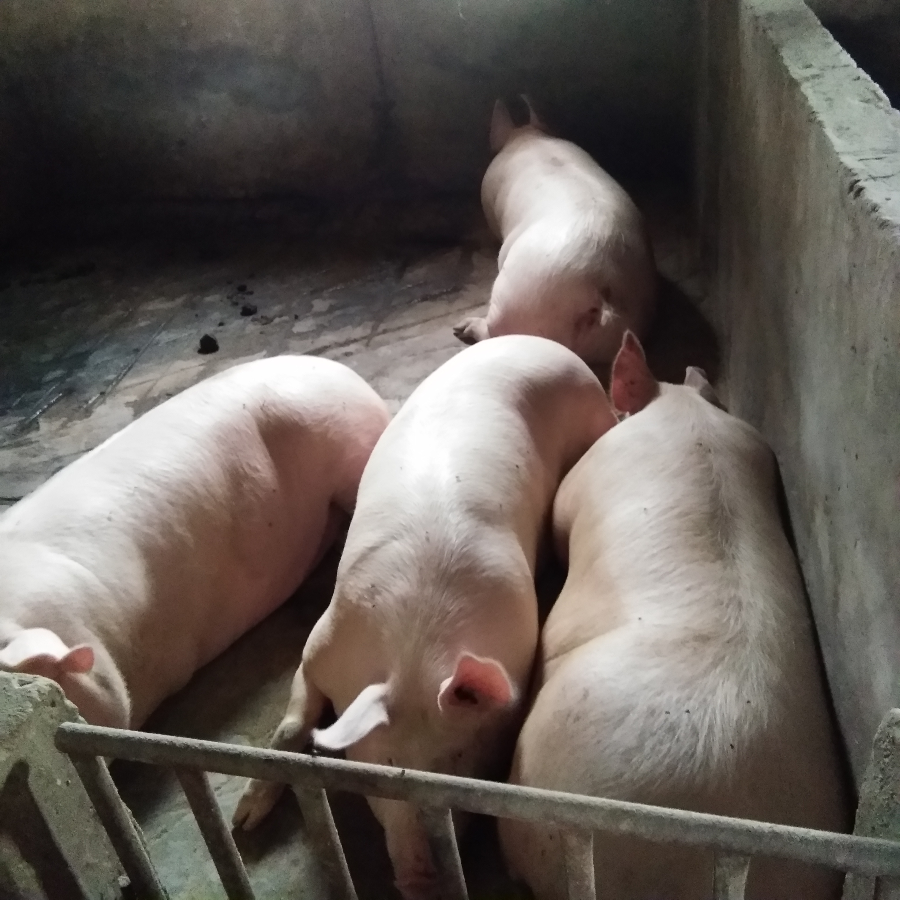 三元猪 160-200斤