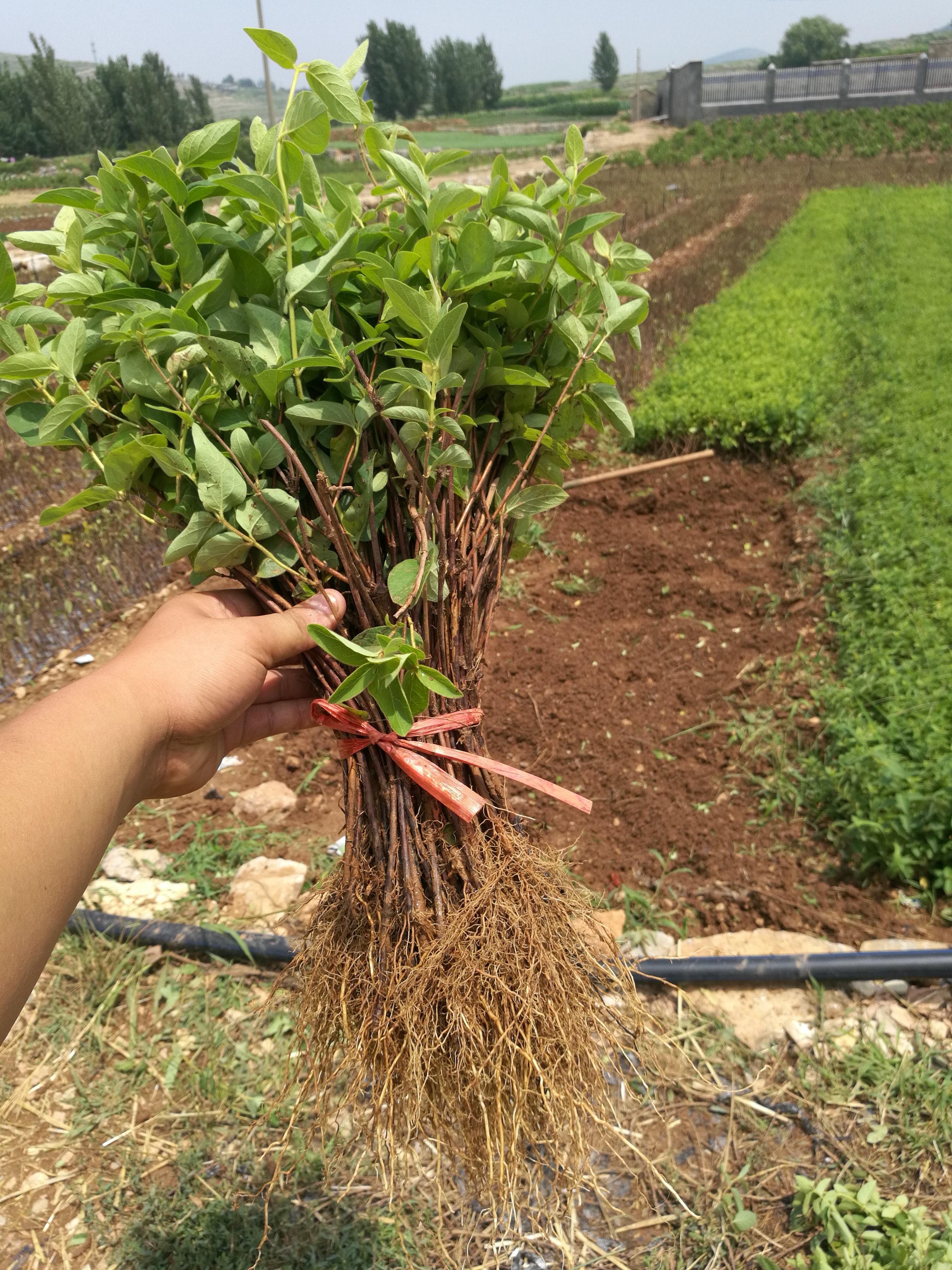 供应大厅  种子种苗  金银花苗   鲁新一号金银花优良品种,是平邑县东