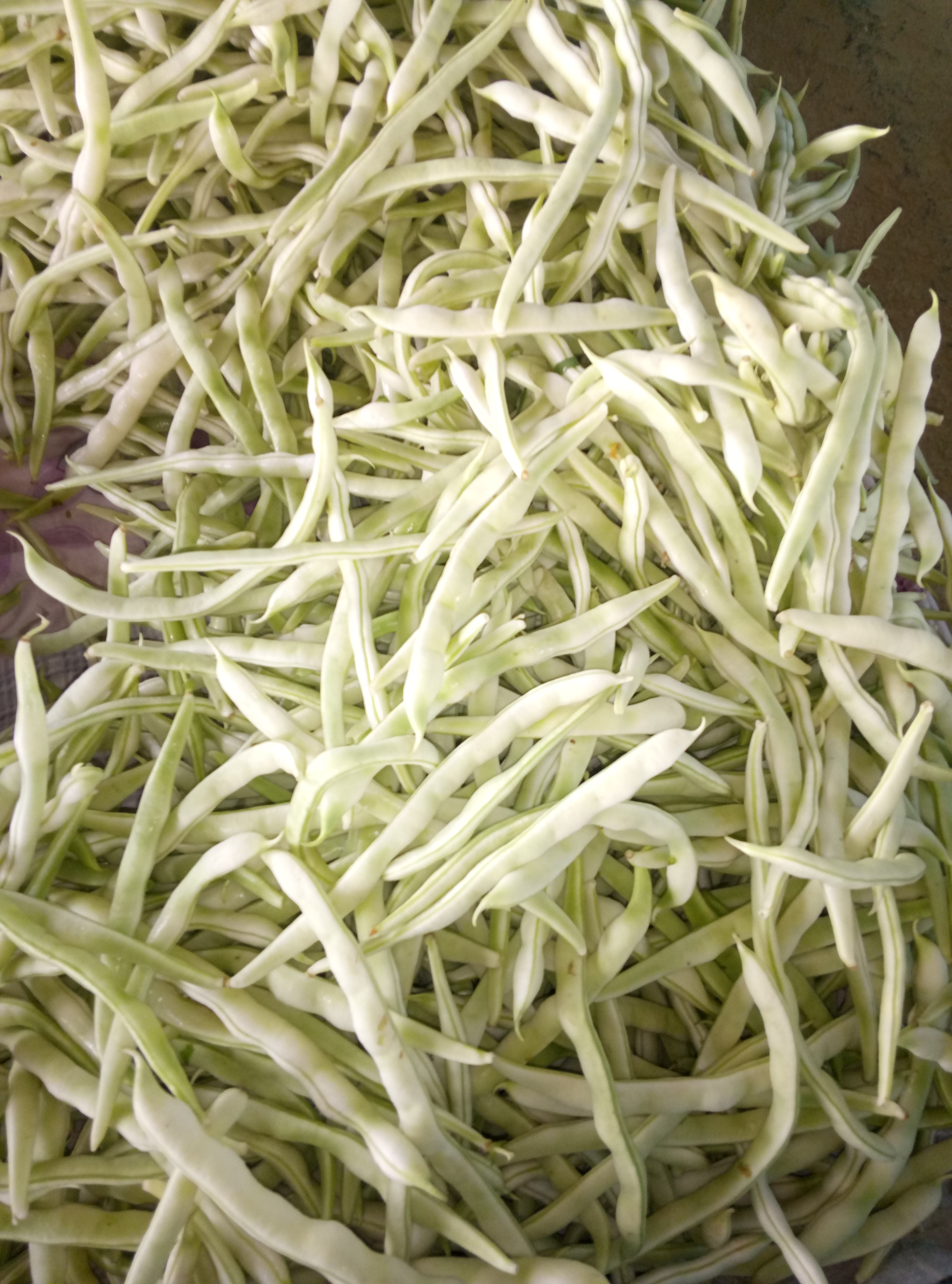 白不老豆角