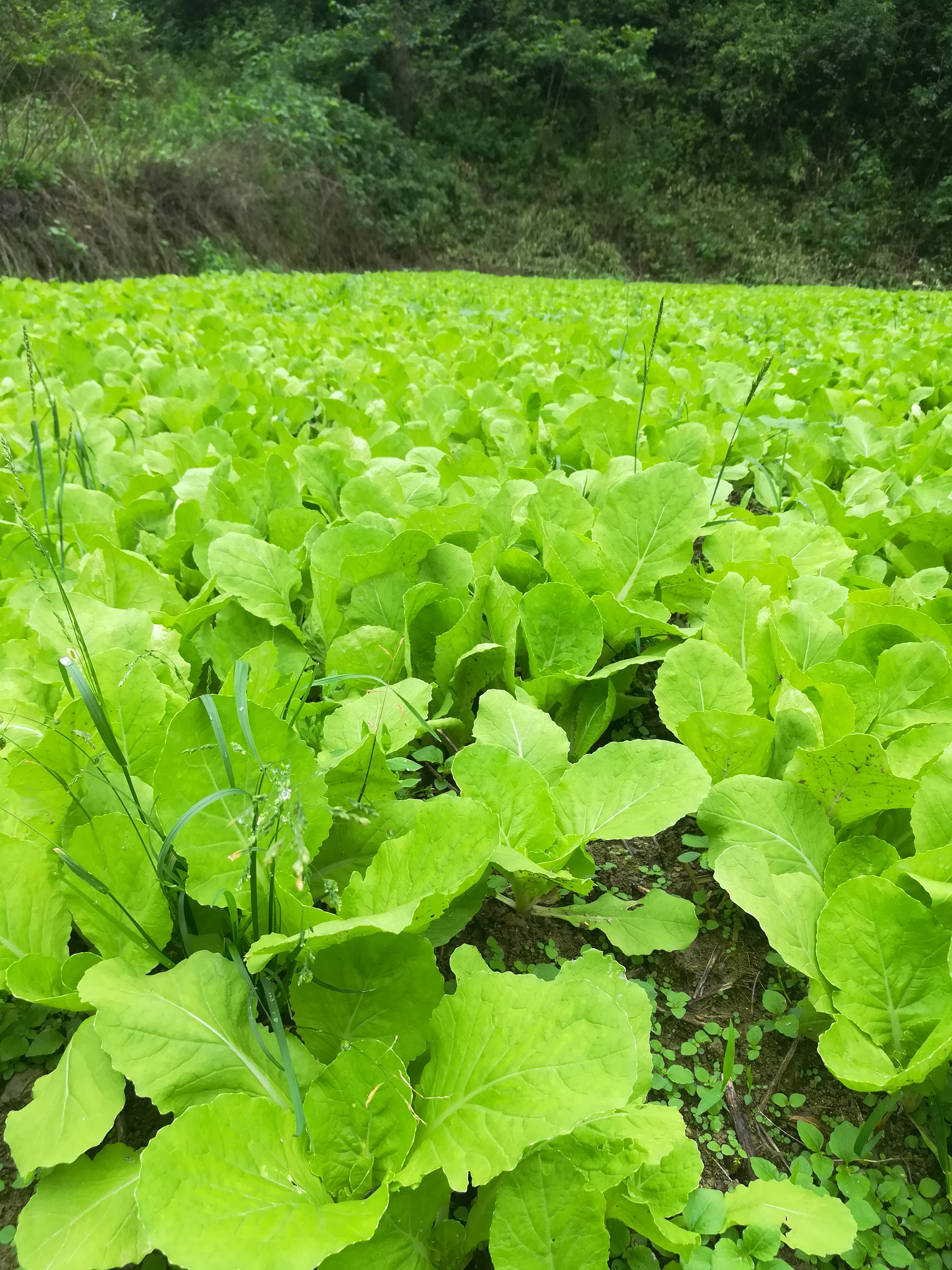 速生小白菜 10~15公分