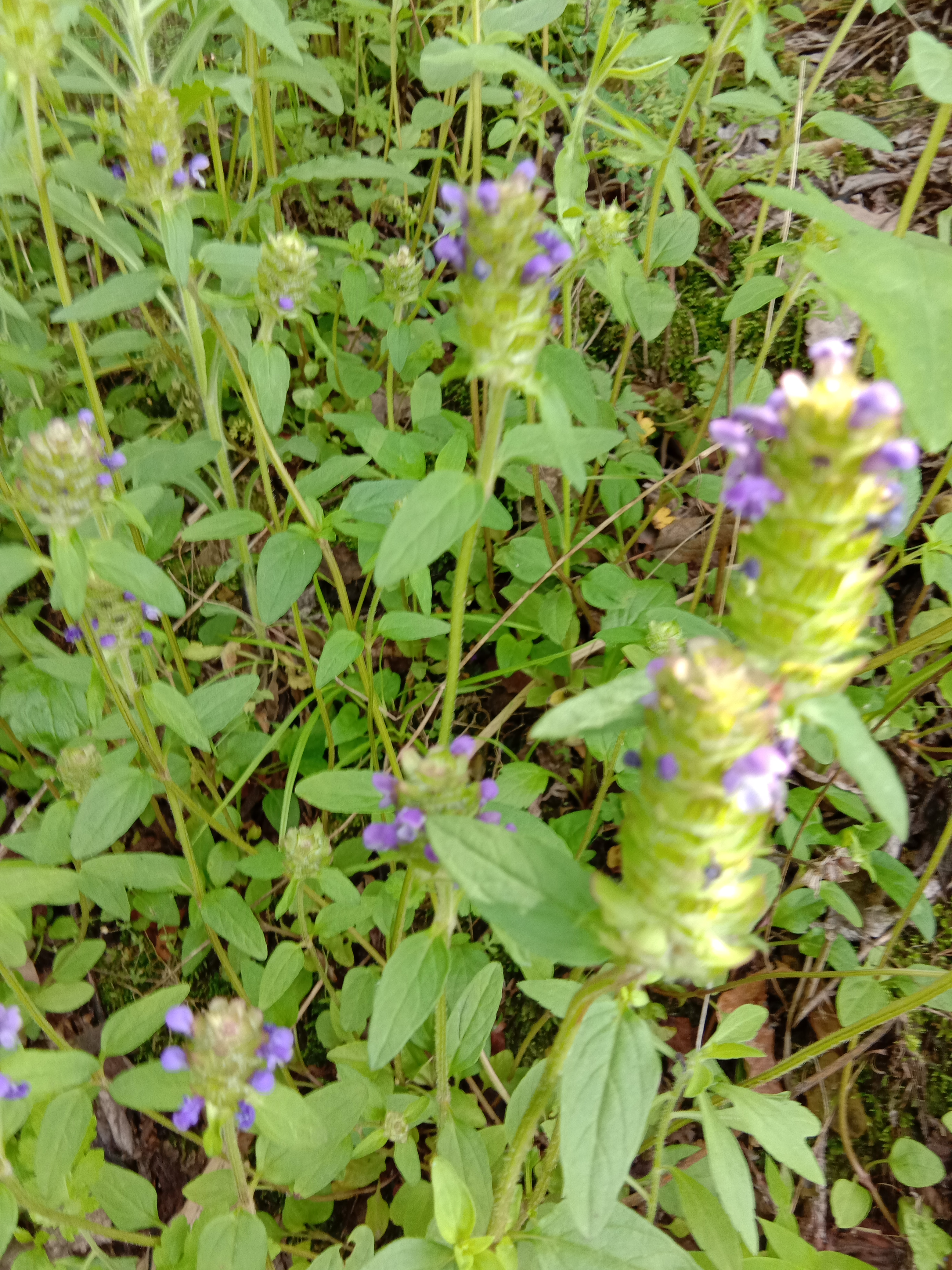 夏枯草 