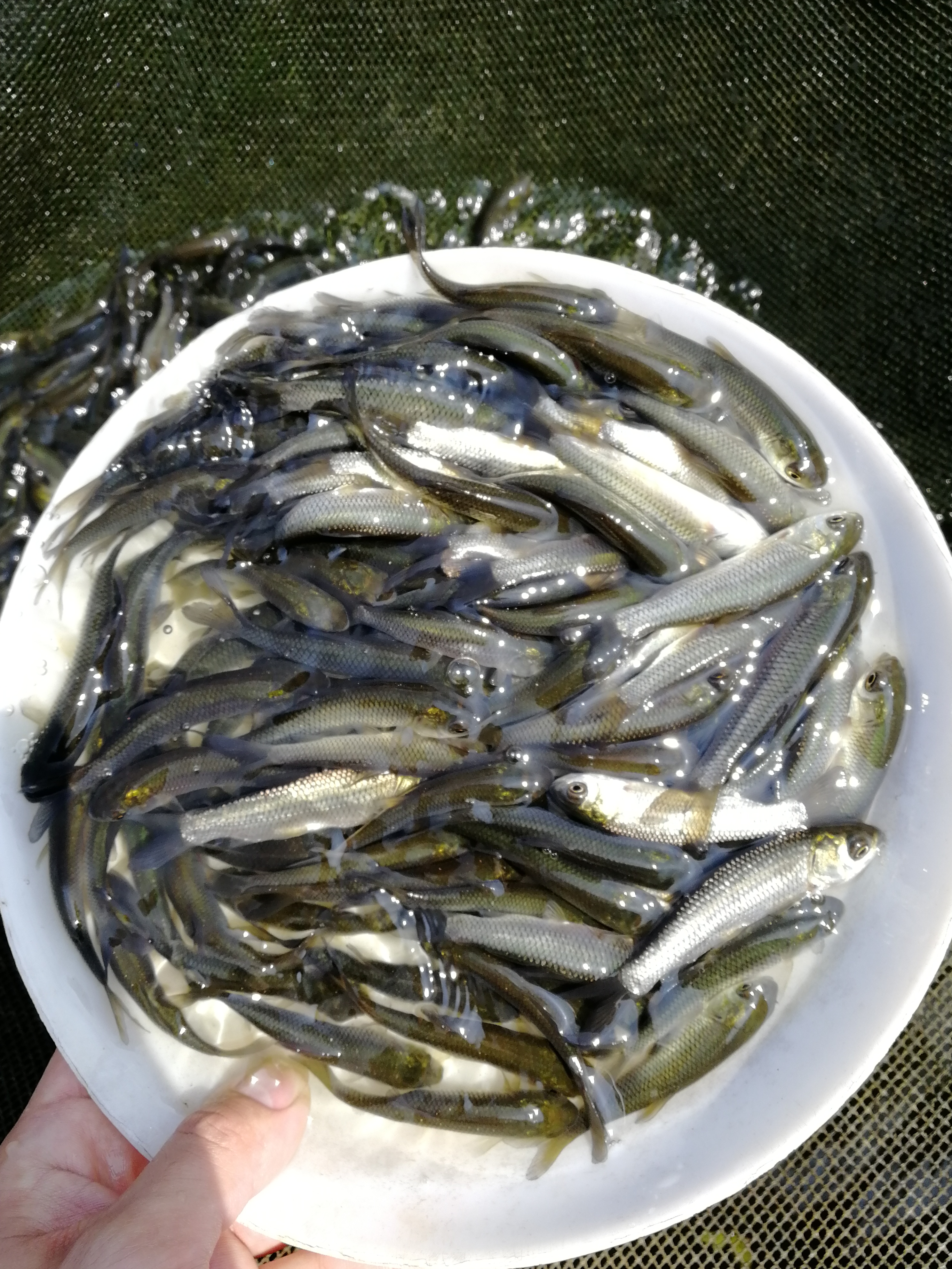 草鱼苗